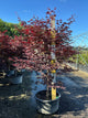 Acer palmatum 'Emperor l'