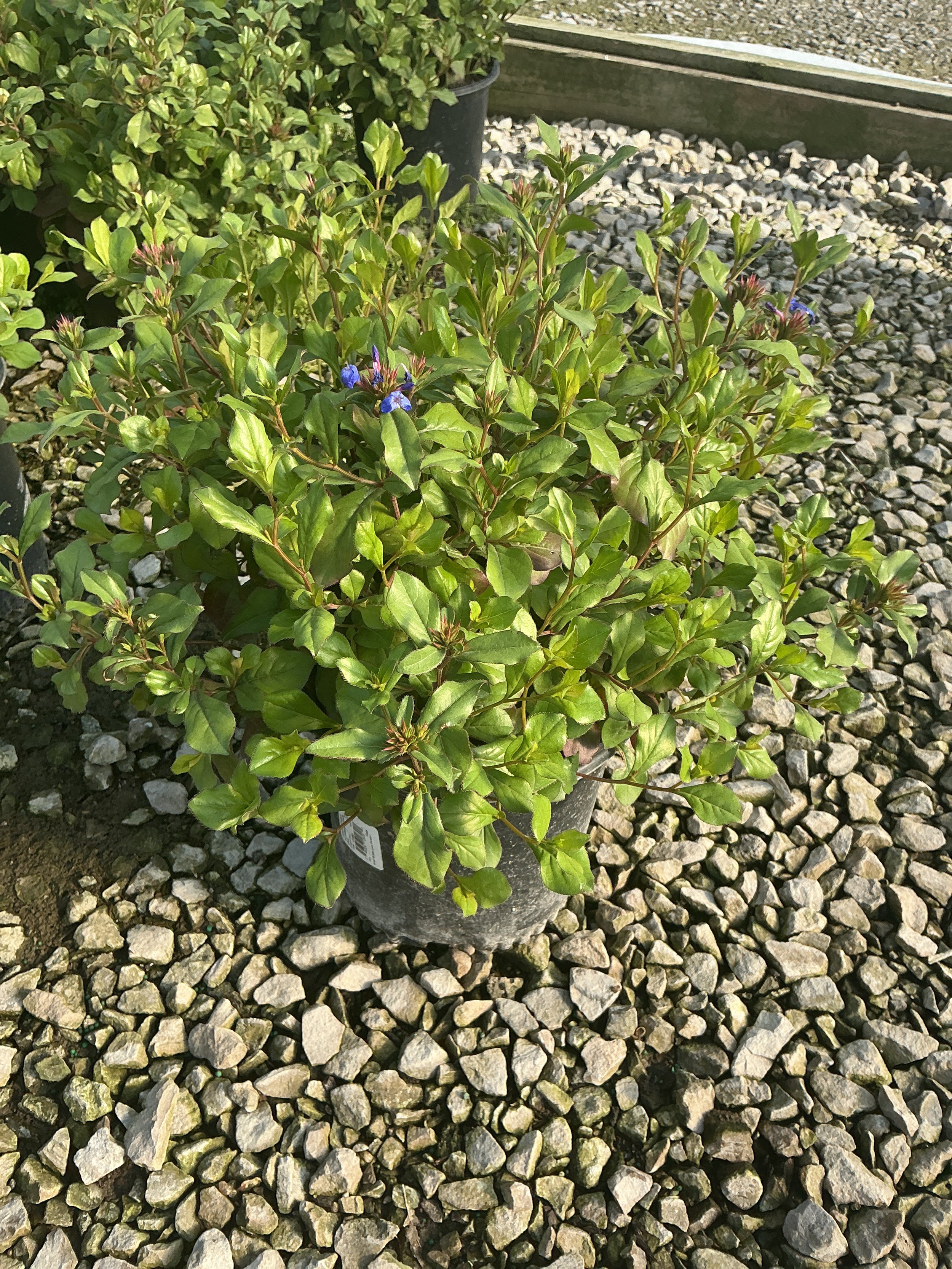 Ceratostigma plumbaginoides