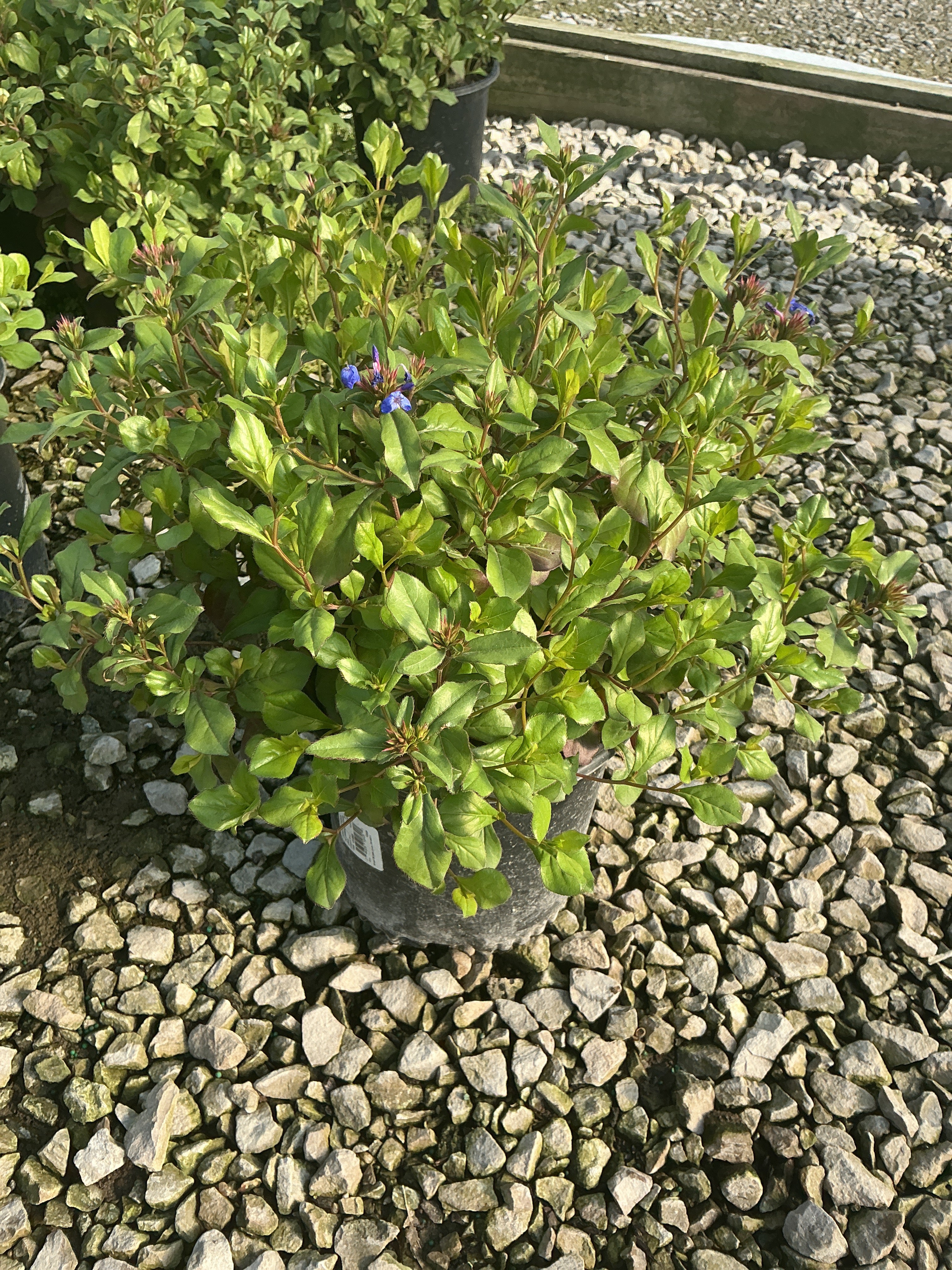 Ceratostigma plumbaginoides