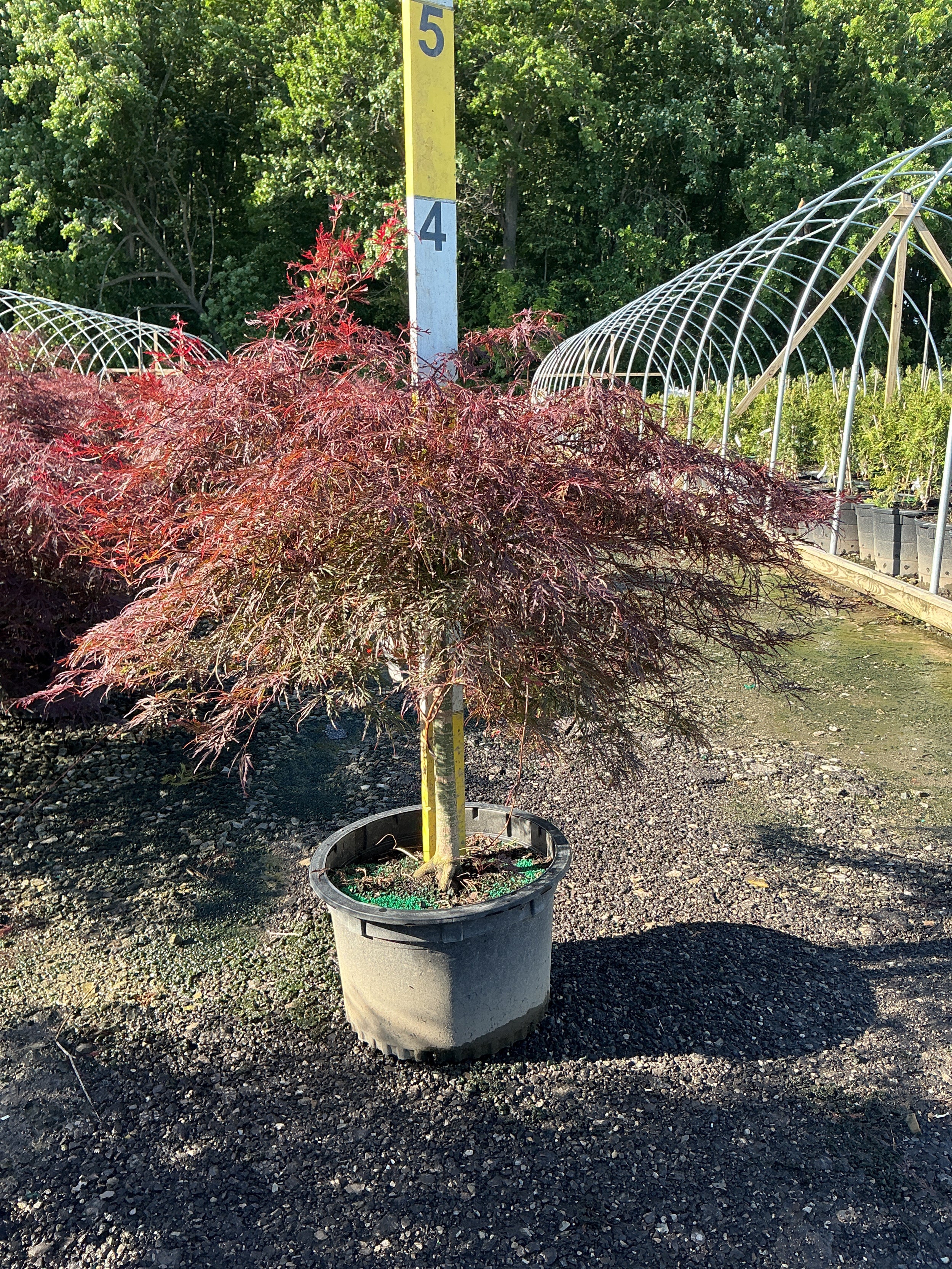 Acer palmatum var. dissectum 'Tamukeyama'