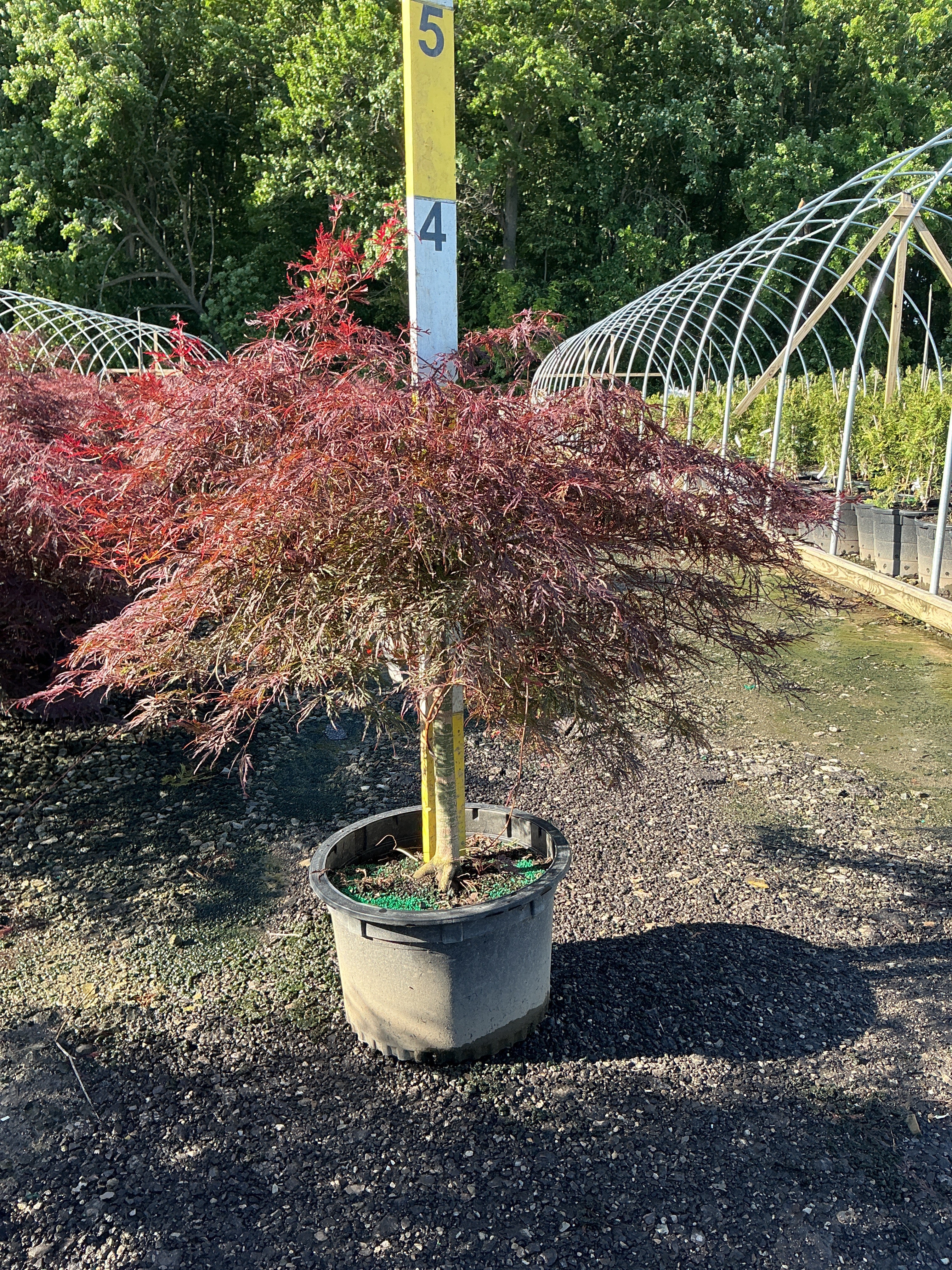 Acer palmatum var. dissectum 'Tamukeyama'