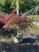 Acer palmatum var. dissectum 'Tamukeyama'