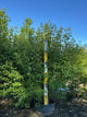 Acer ginnala 'Flame'