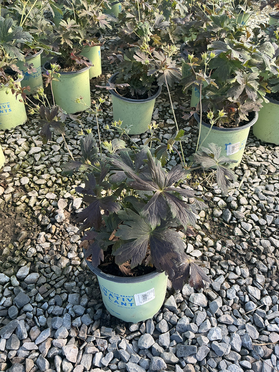 Geranium maculatum 'Dark Roast'