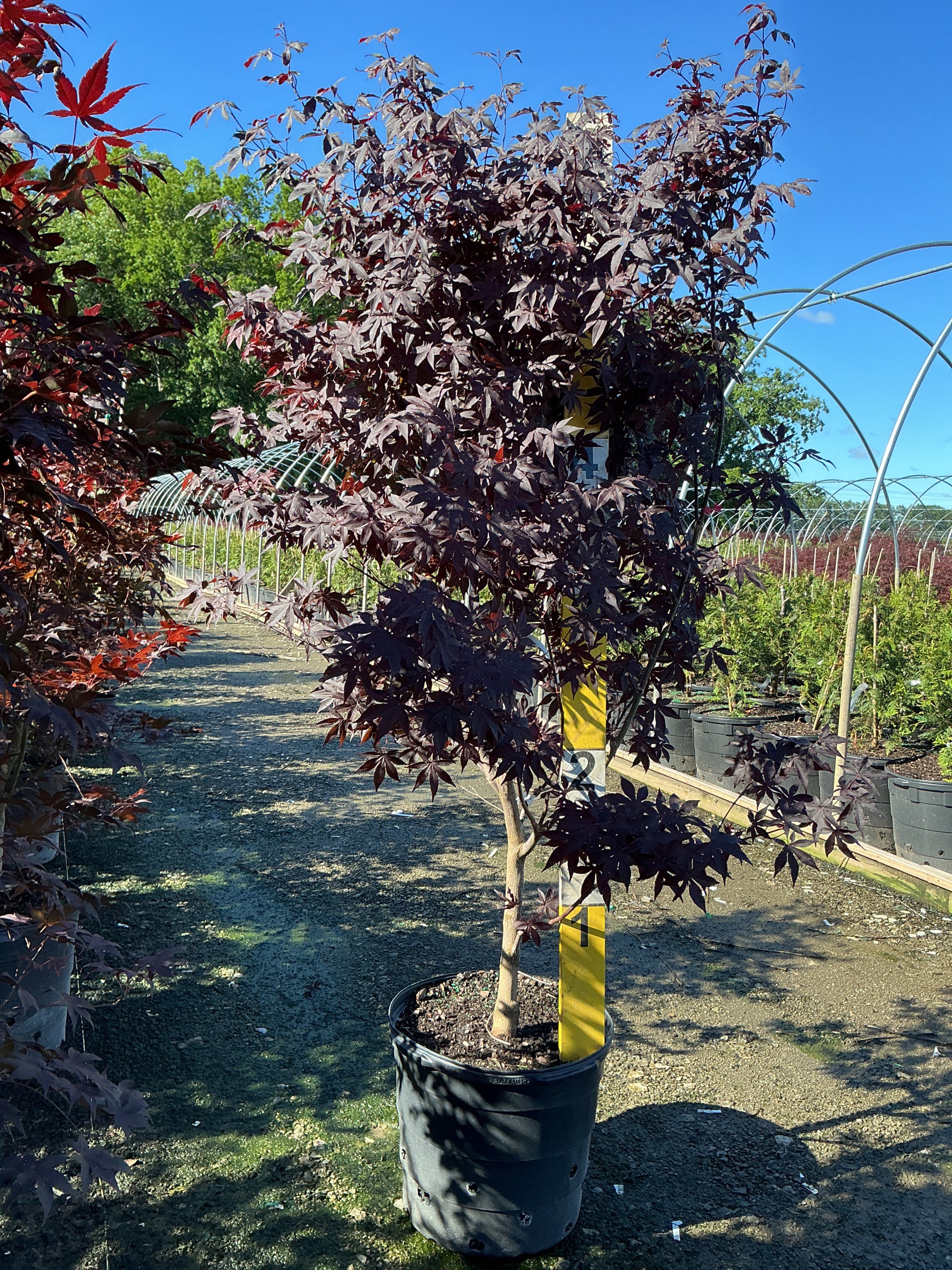 Acer palmatum 'Emperor l'
