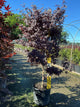 Acer palmatum 'Emperor l'
