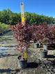 Acer palmatum 'Bloodgood'