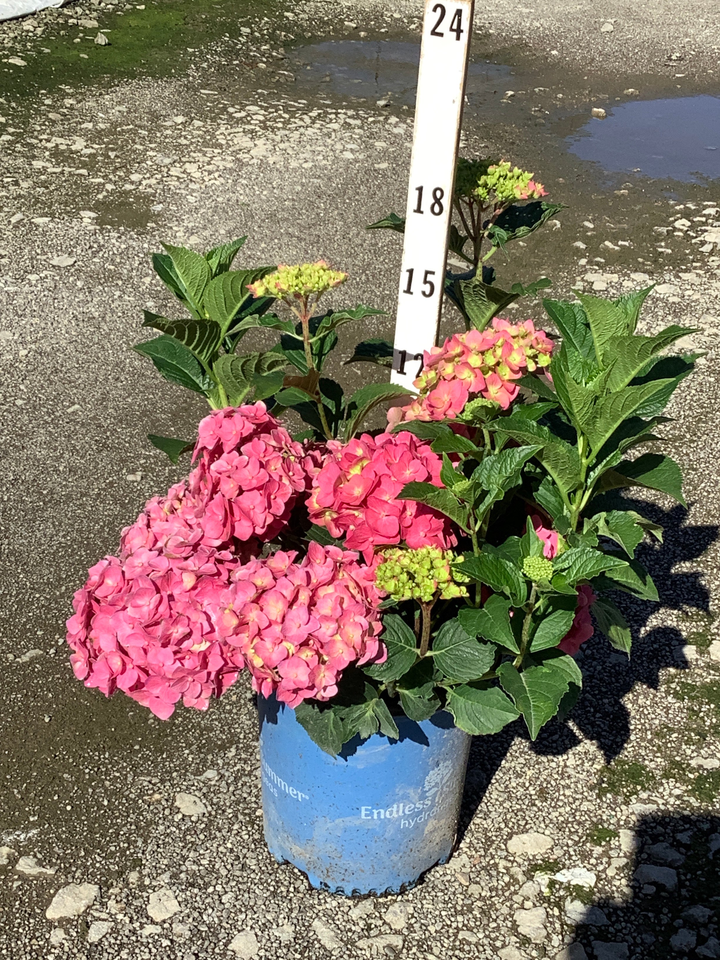 Hydrangea macrophylla 'Summer Crush'
