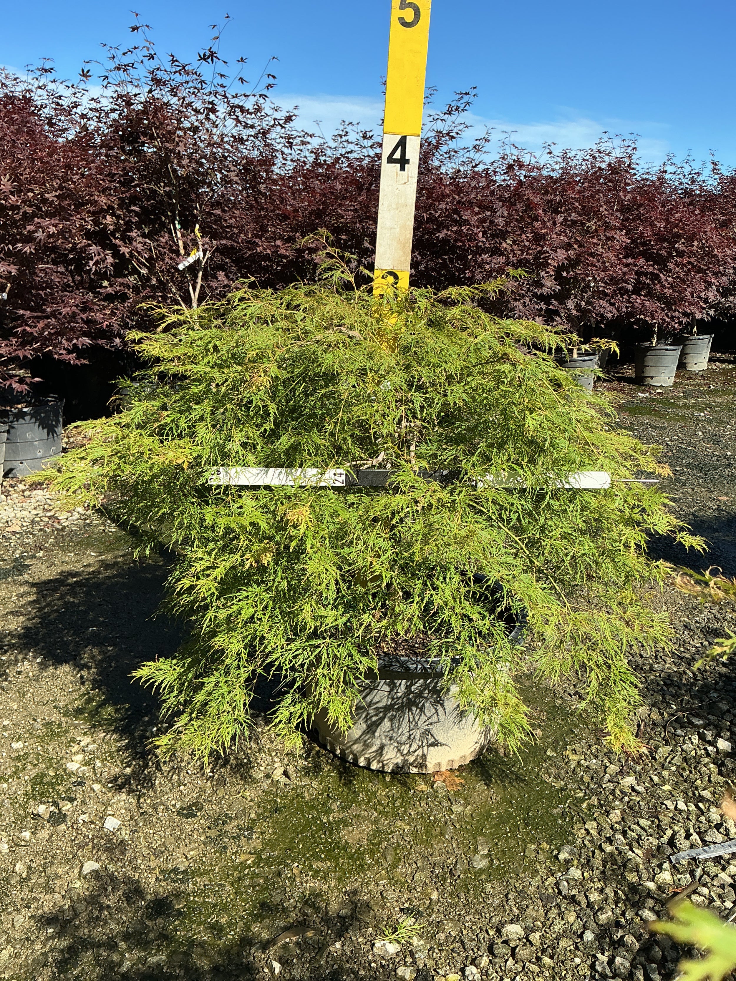 Acer palmatum var. dissectum 'Viridis'