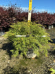 Acer palmatum var. dissectum 'Viridis'