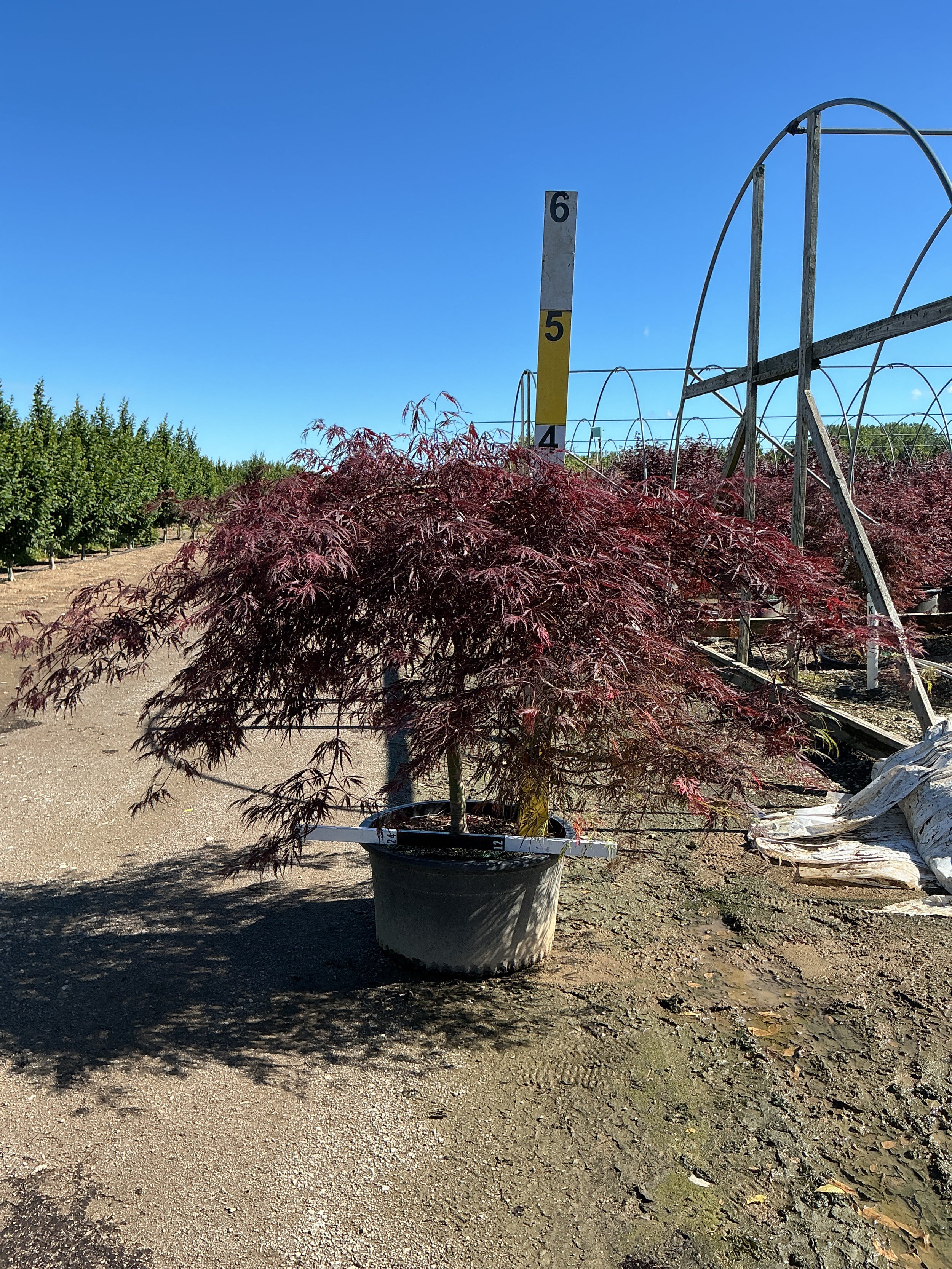 Acer palmatum var. dissectum 'Tamukeyama'