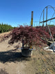 Acer palmatum var. dissectum 'Tamukeyama'