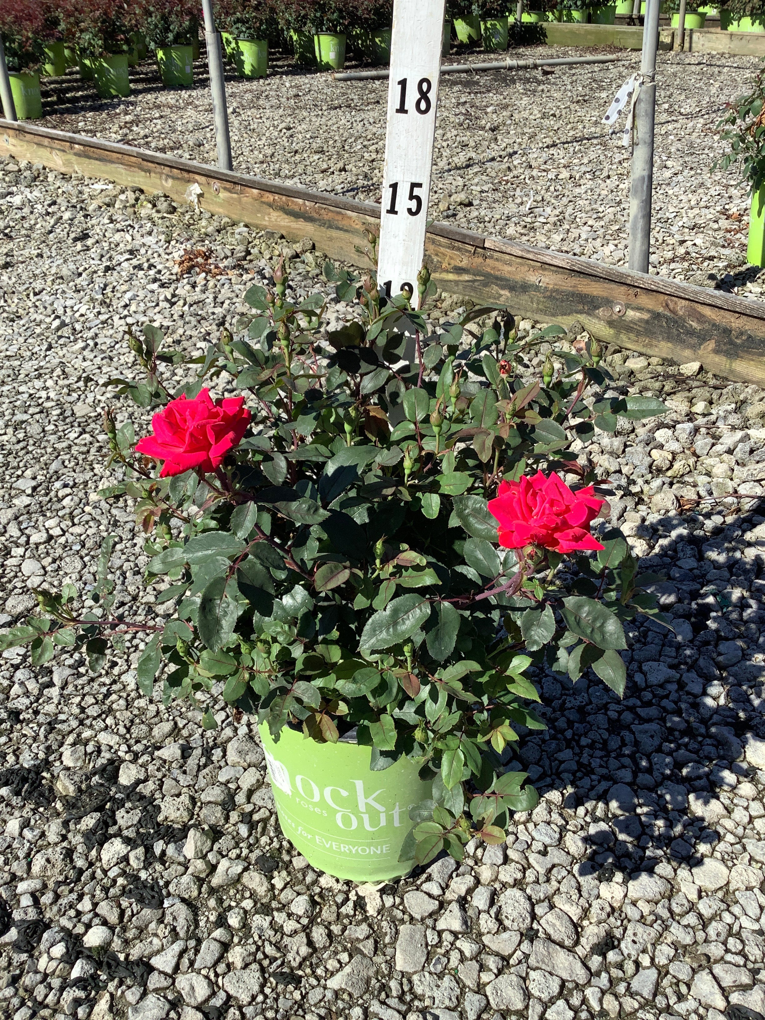 Rosa x Double Red Knock Out®