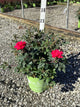 Rosa x Double Red Knock Out®