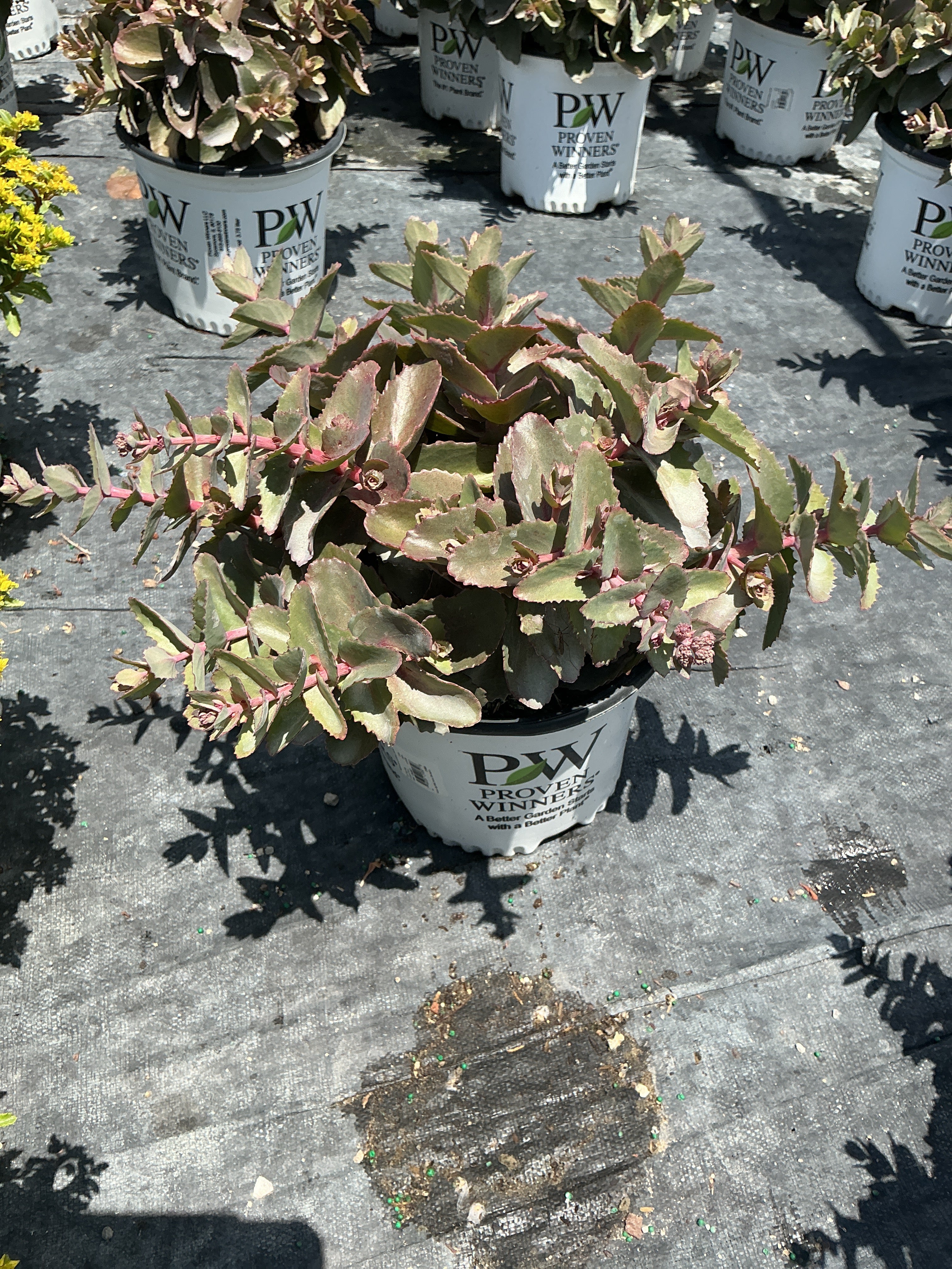 Sedum coraljade