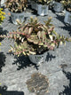 Sedum coraljade