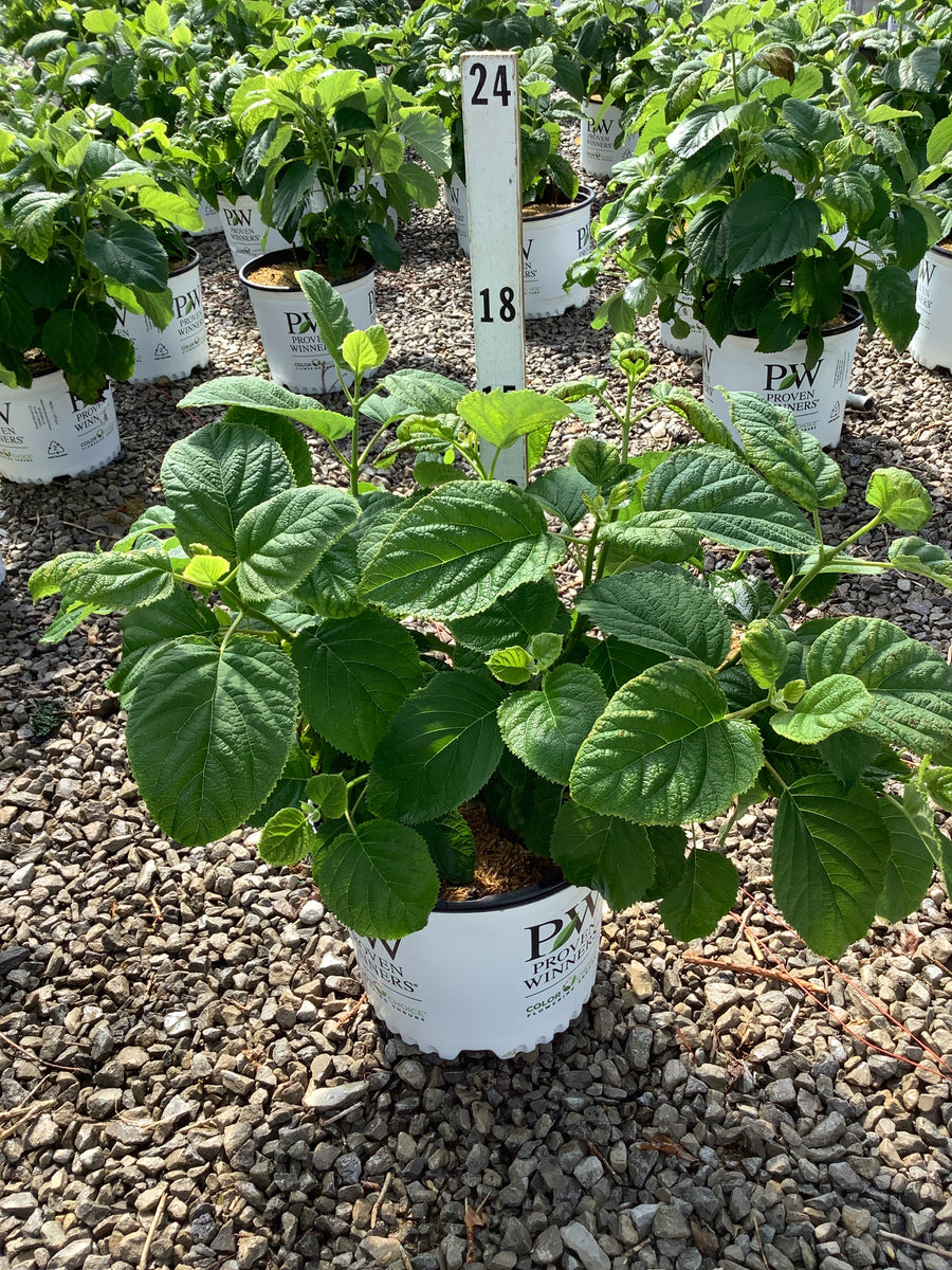 Hydrangea arborescens 'Abetwo' â€” G3 PW