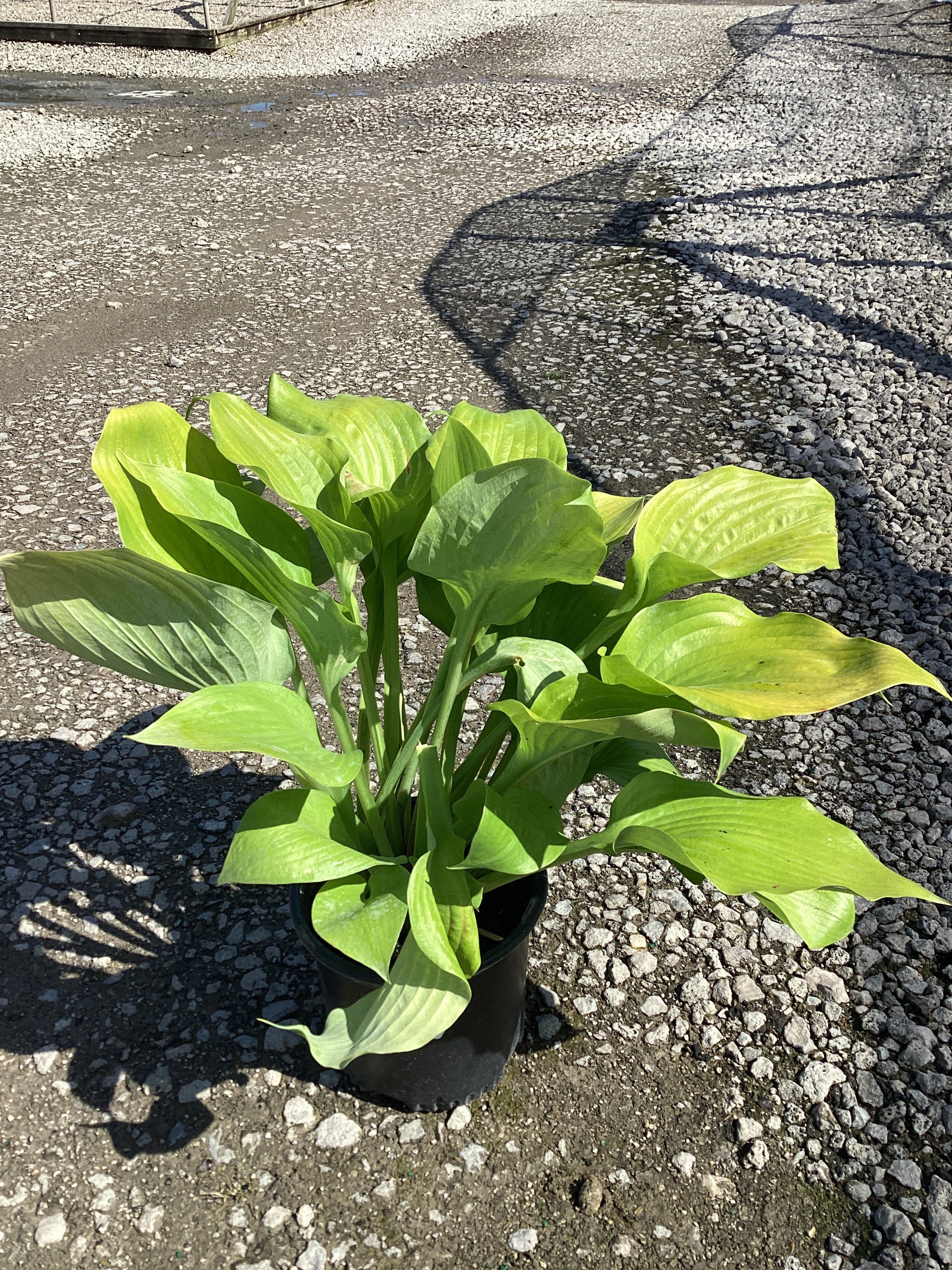Hosta 'Sum and Substance'