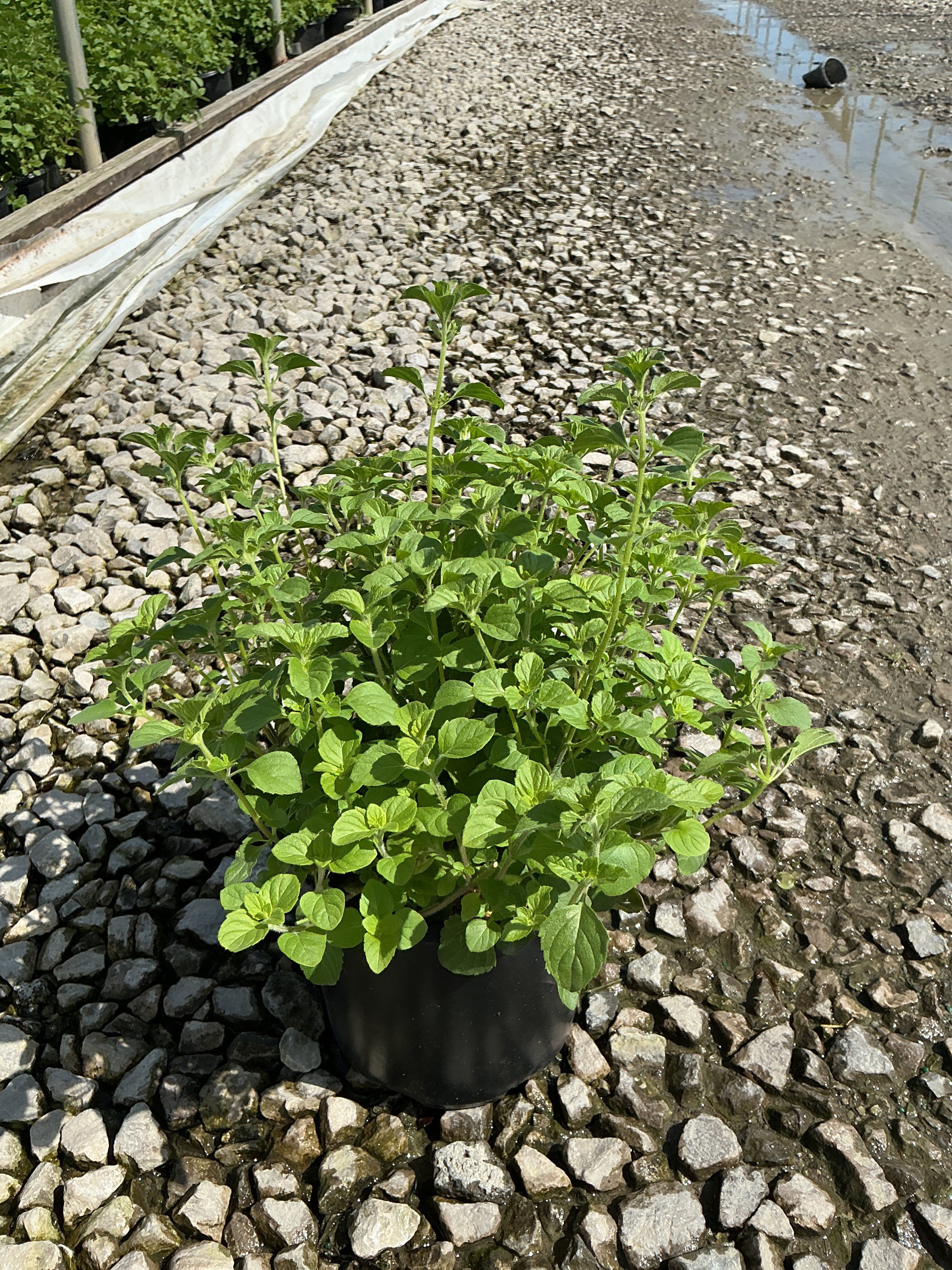 Calamintha 'Ssp Nepeta'