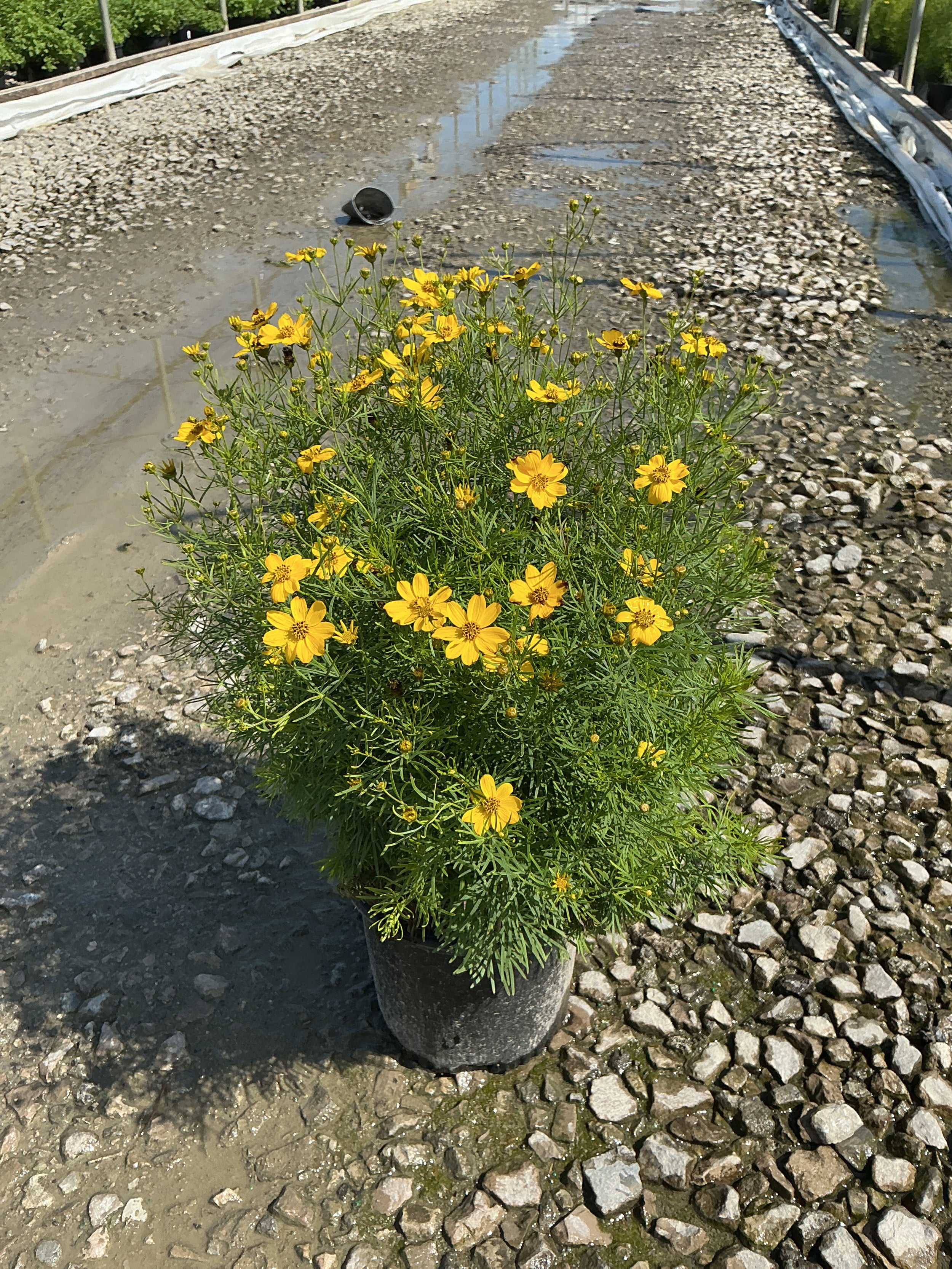 Coreopsis verticillata 'Zagreb'