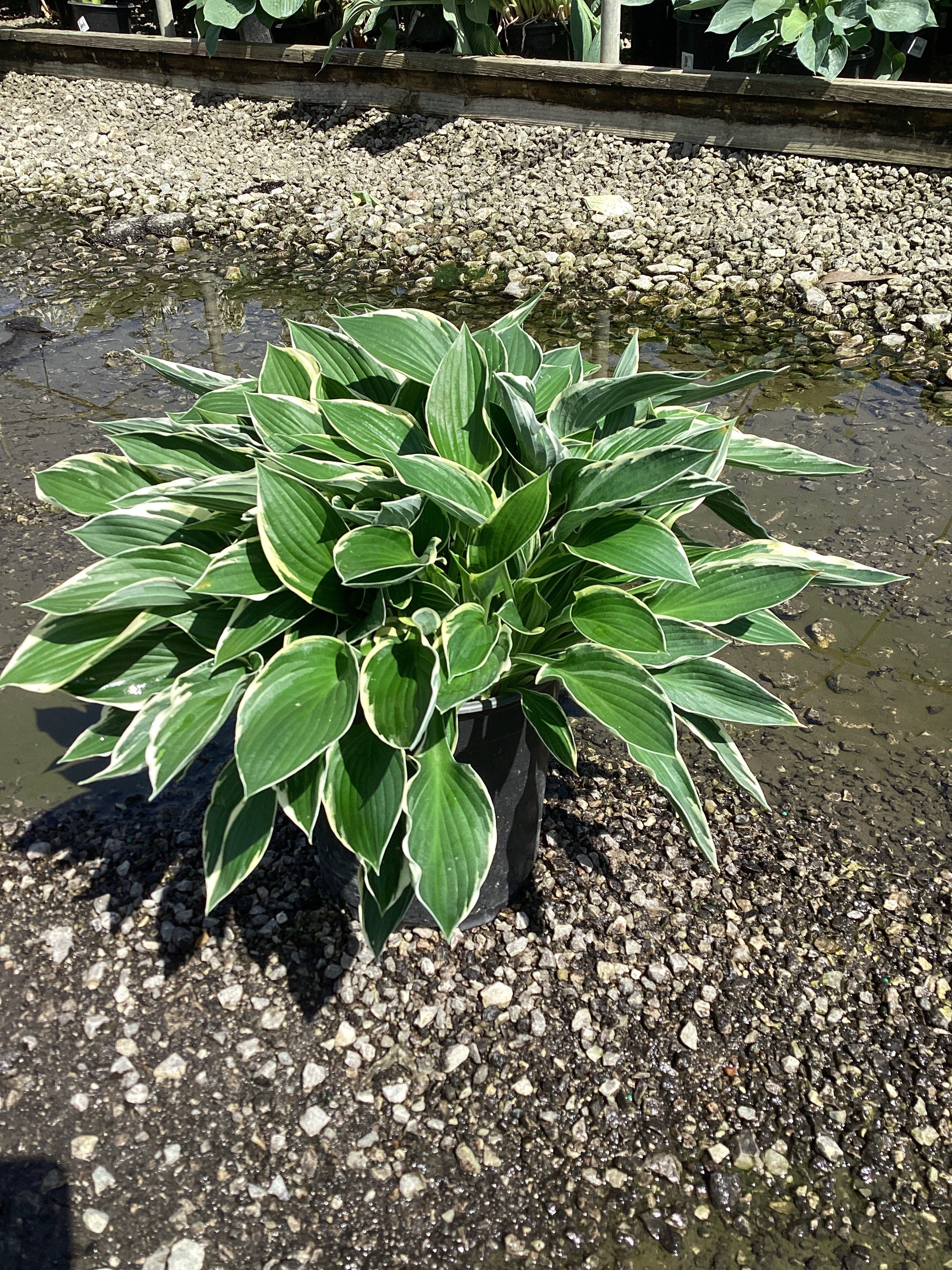 Hosta francee 'Francee'