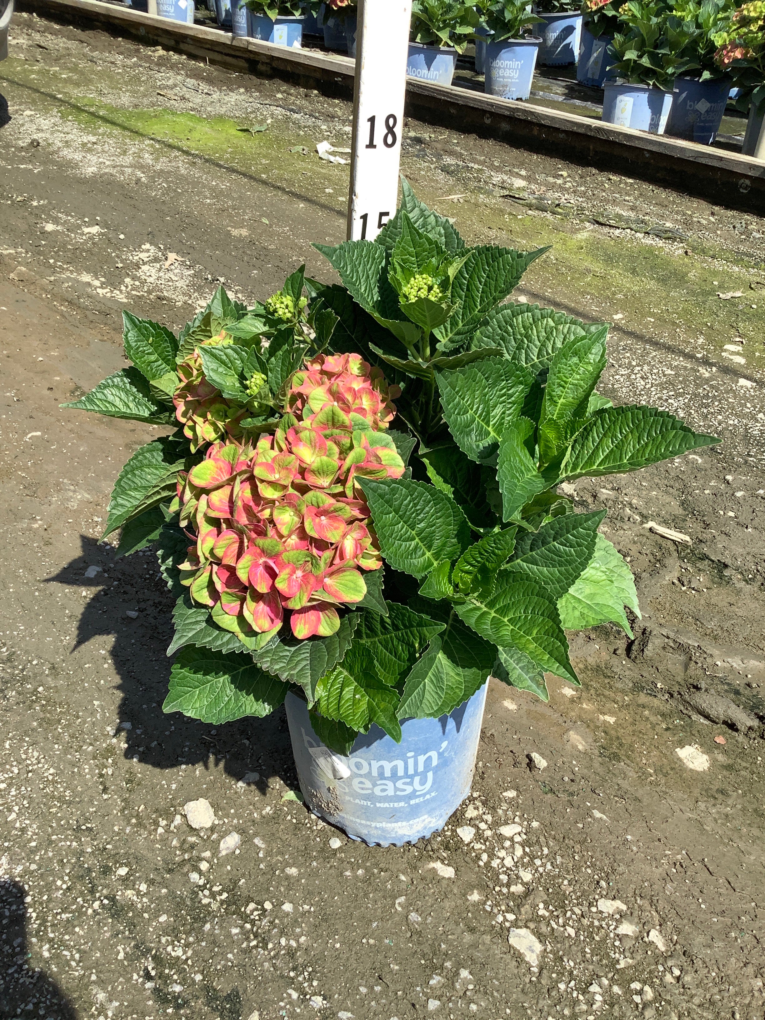 Hydrangea macrophylla 'Tilt-A-Swirl'