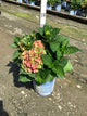 Hydrangea macrophylla 'Tilt-A-Swirl'