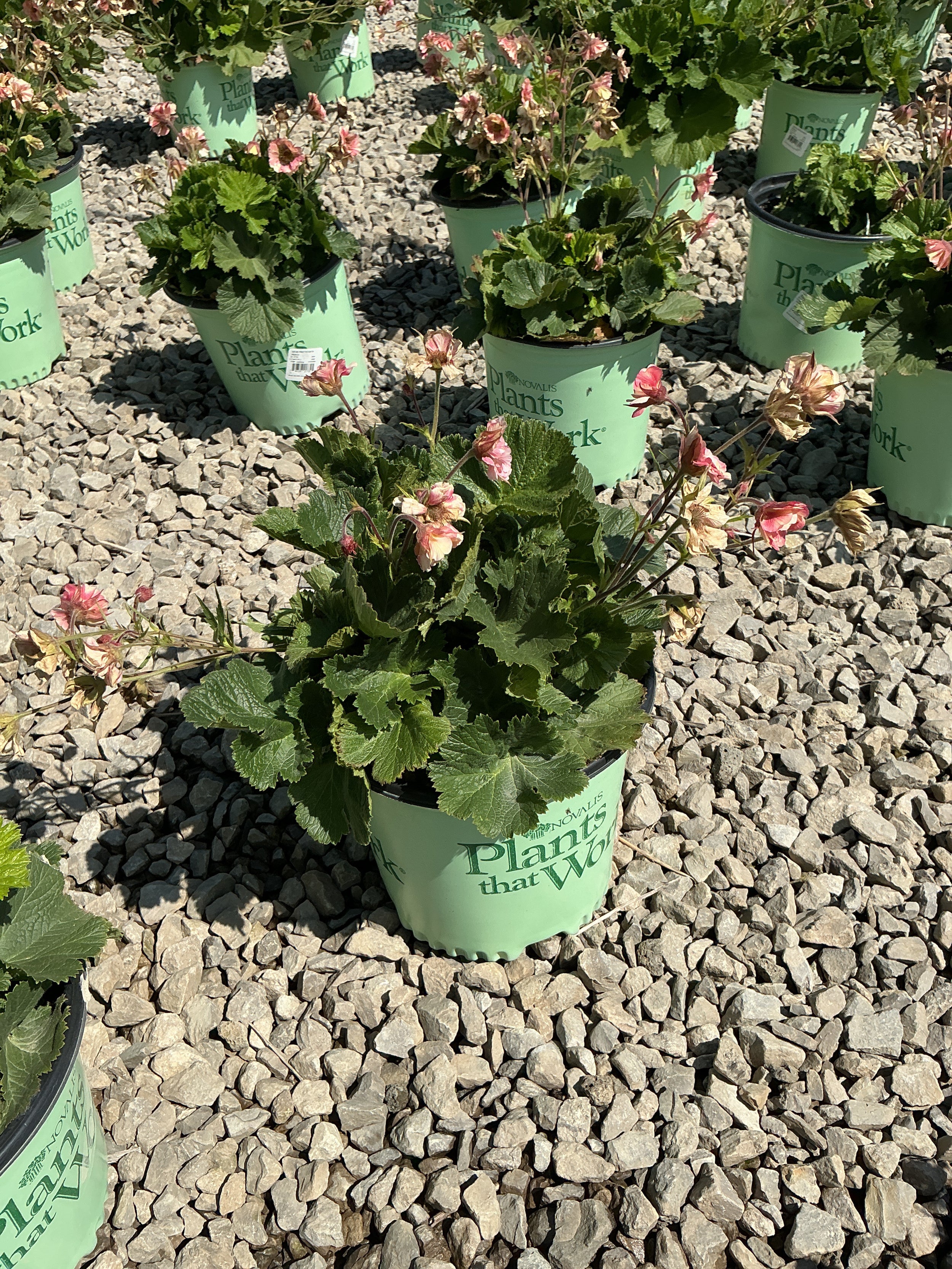 Geum pretticoats 'Peach'