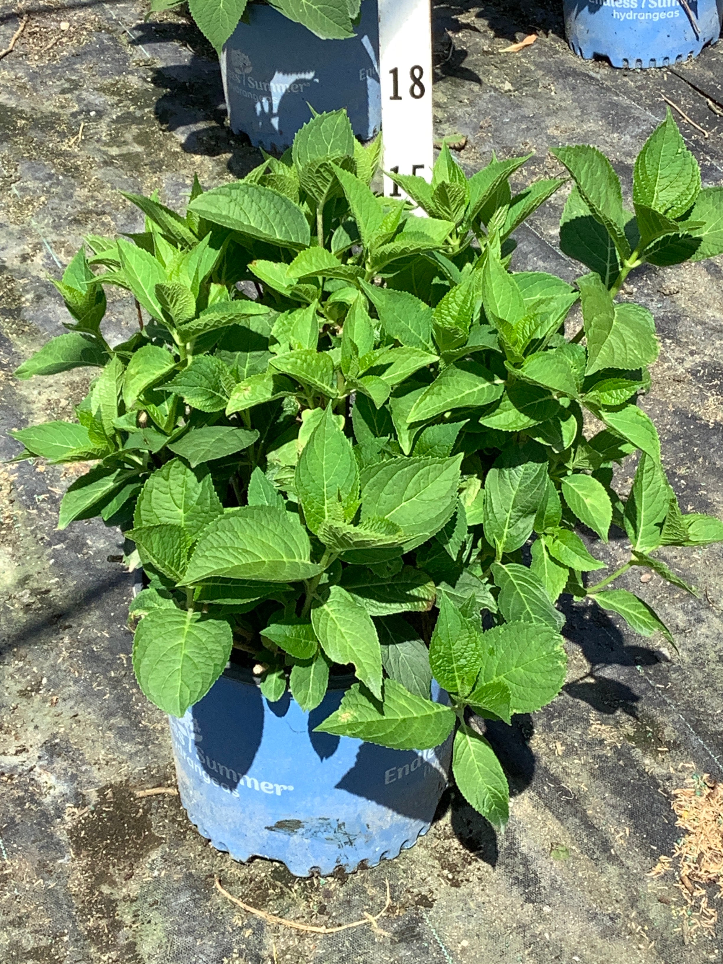 Hydrangea macrophylla 'Bailmer'