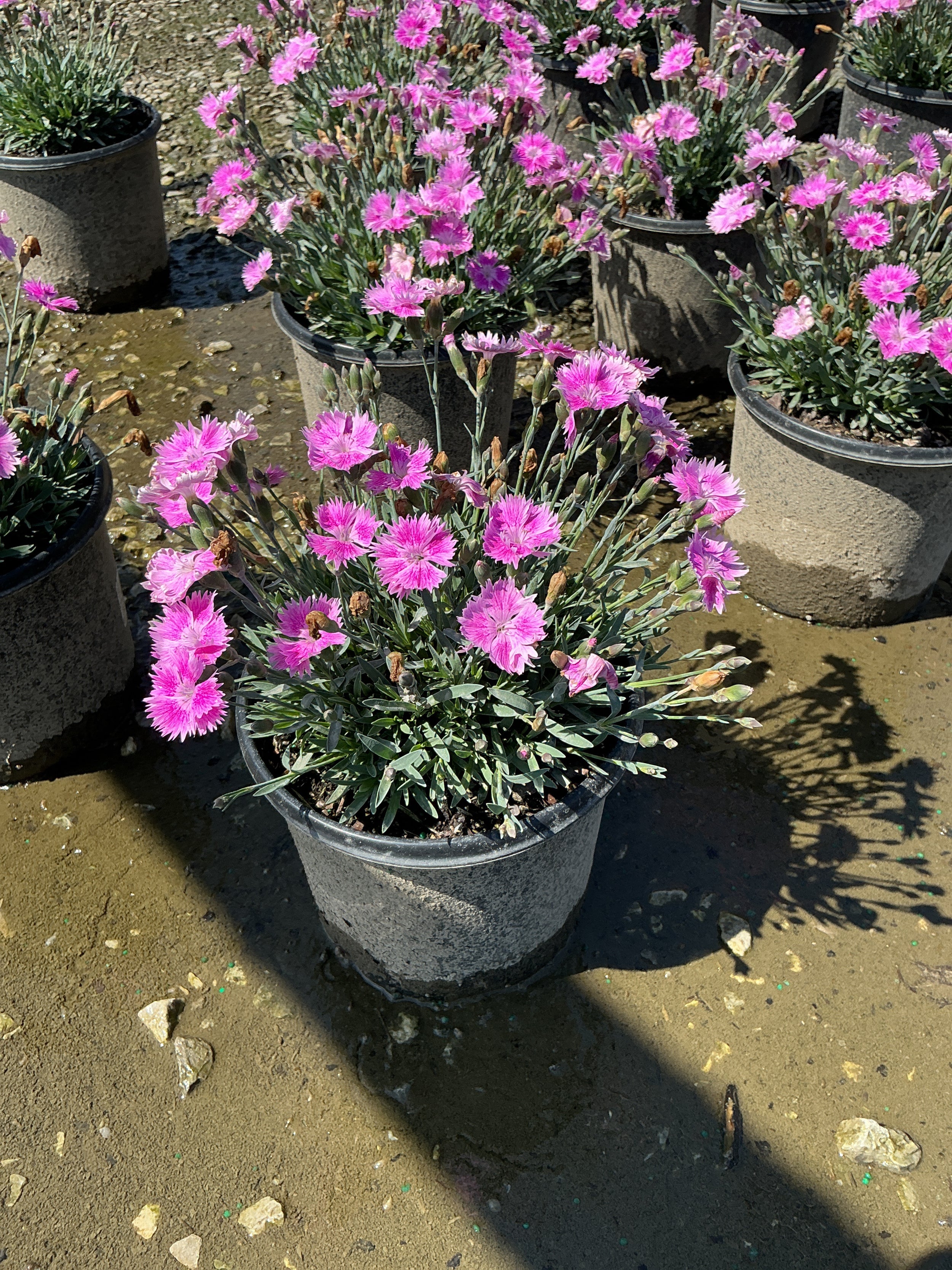 Dianthus 'Everbloom Watermelon Ice'