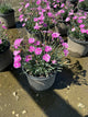 Dianthus 'Everbloom Watermelon Ice'