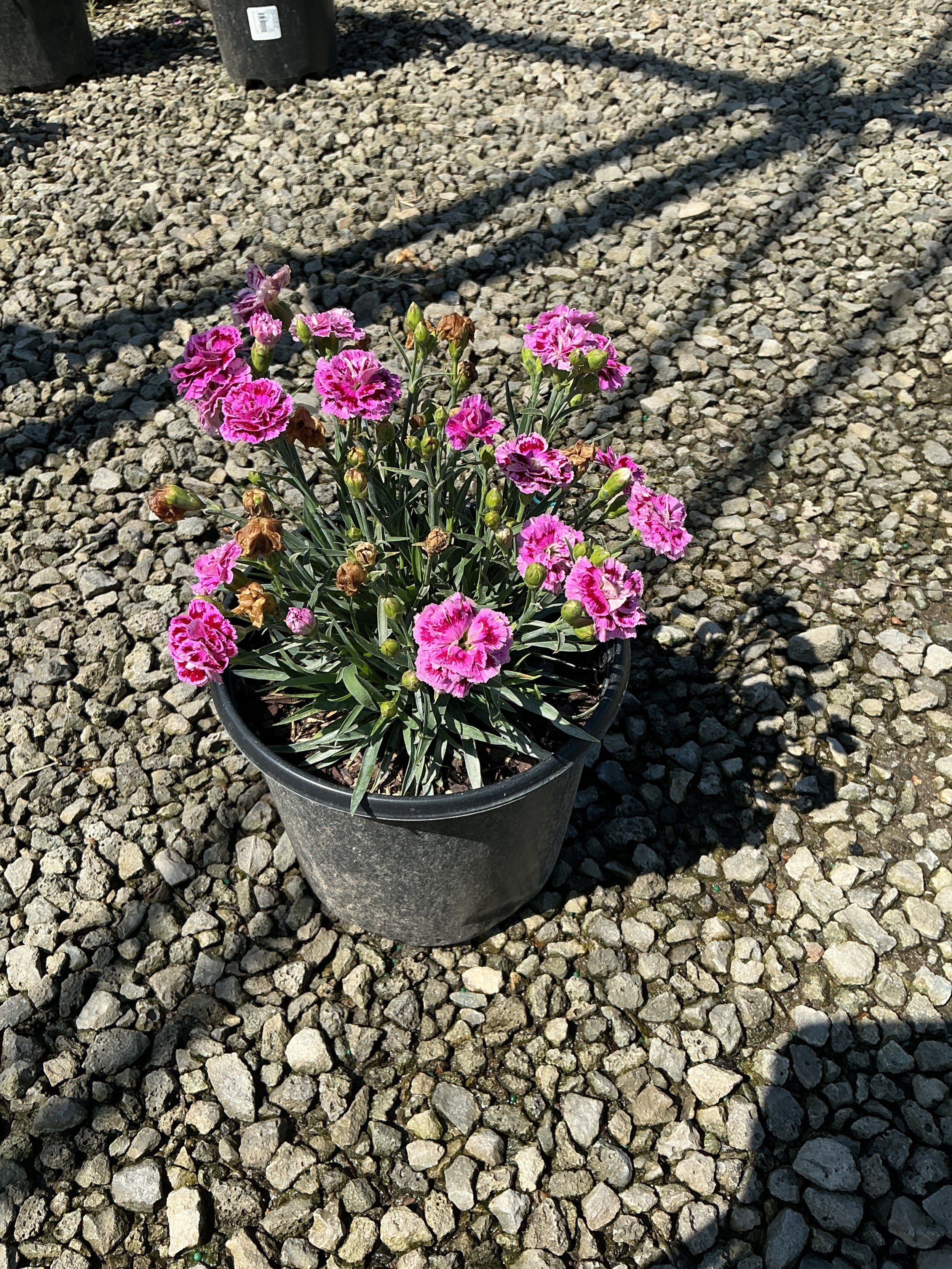 Dianthus delilah 'Purple Bicolor'