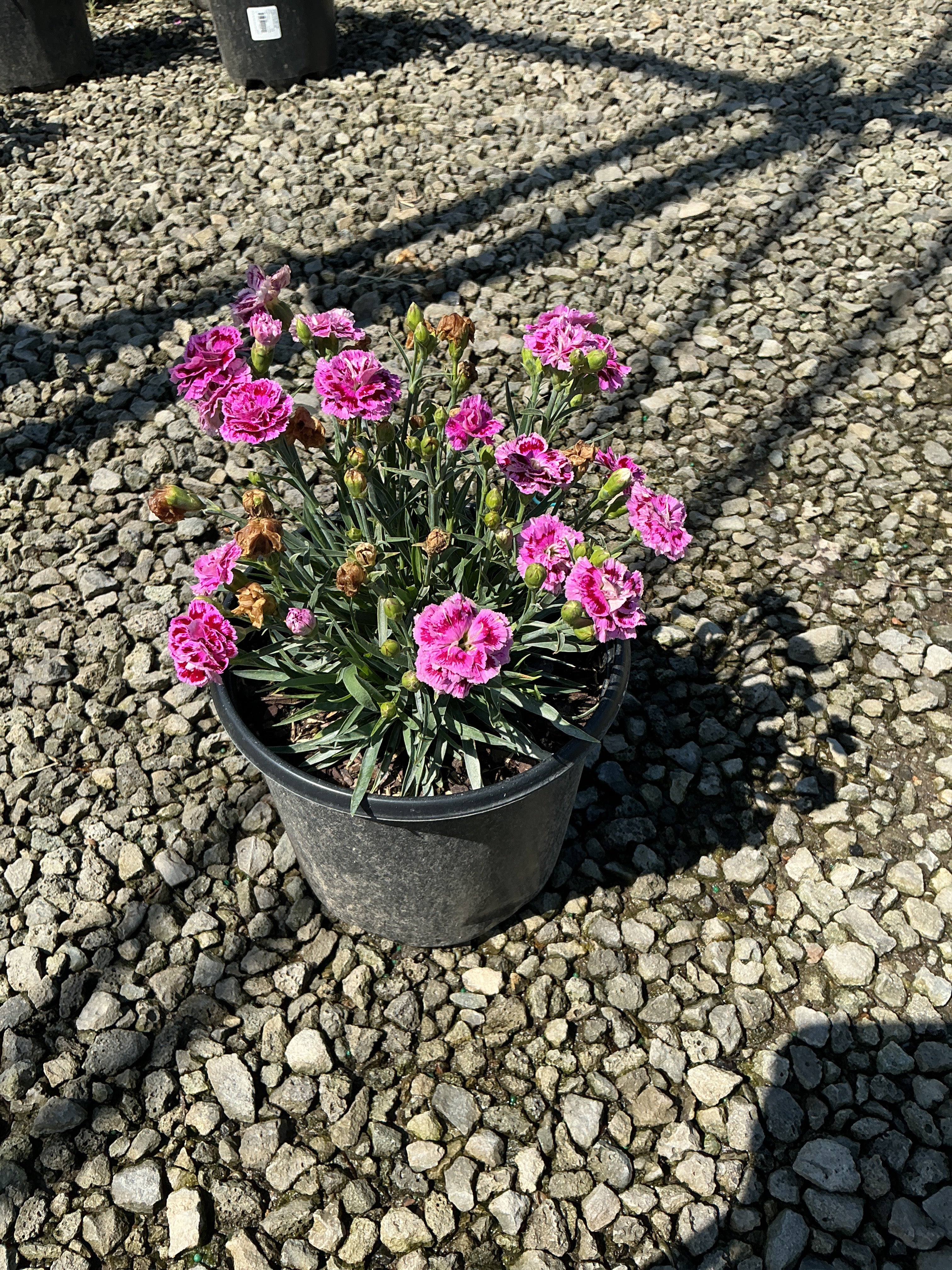 Dianthus delilah 'Purple Bicolor'