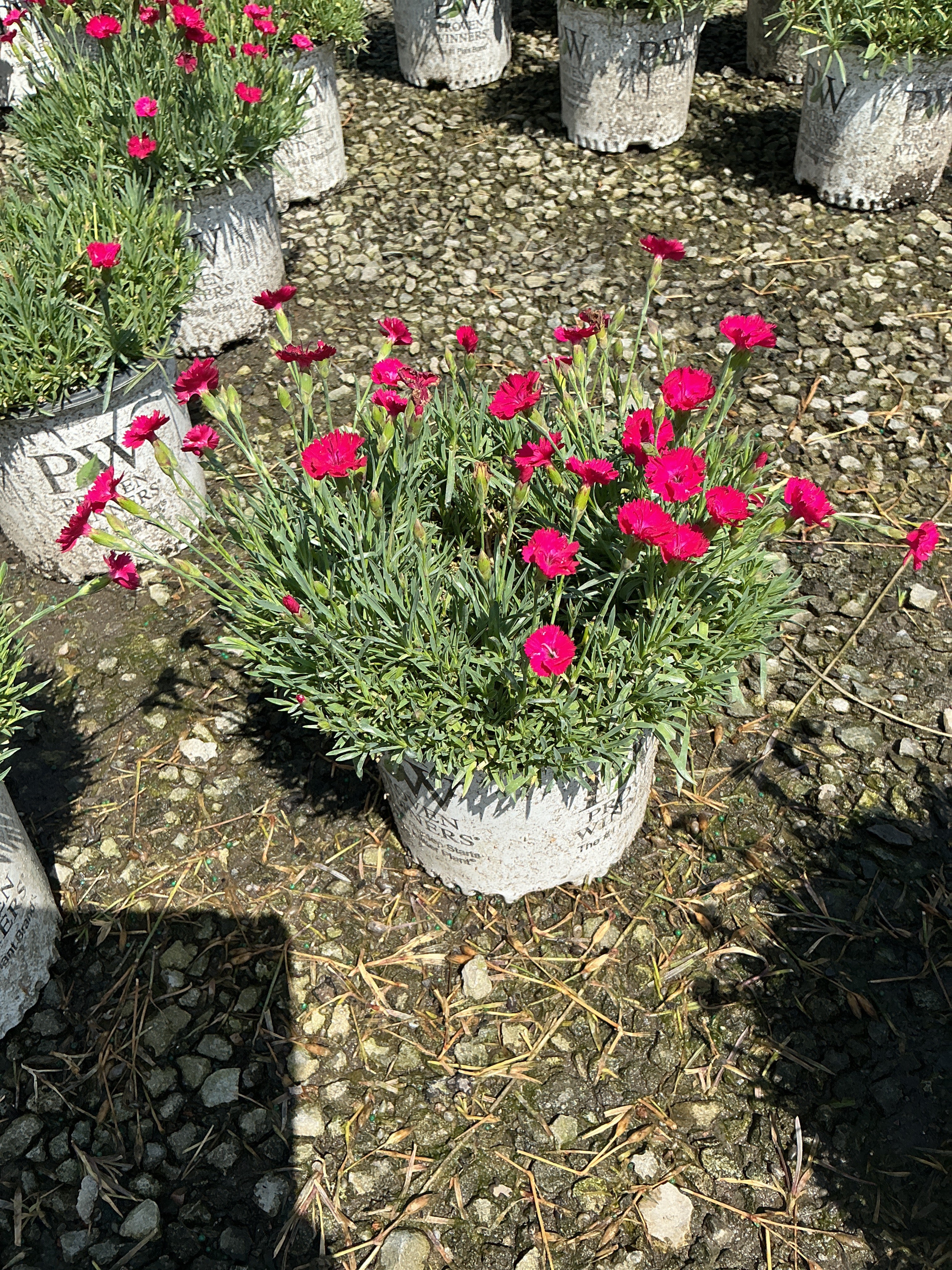 Dianthus paint 'The Town Red'
