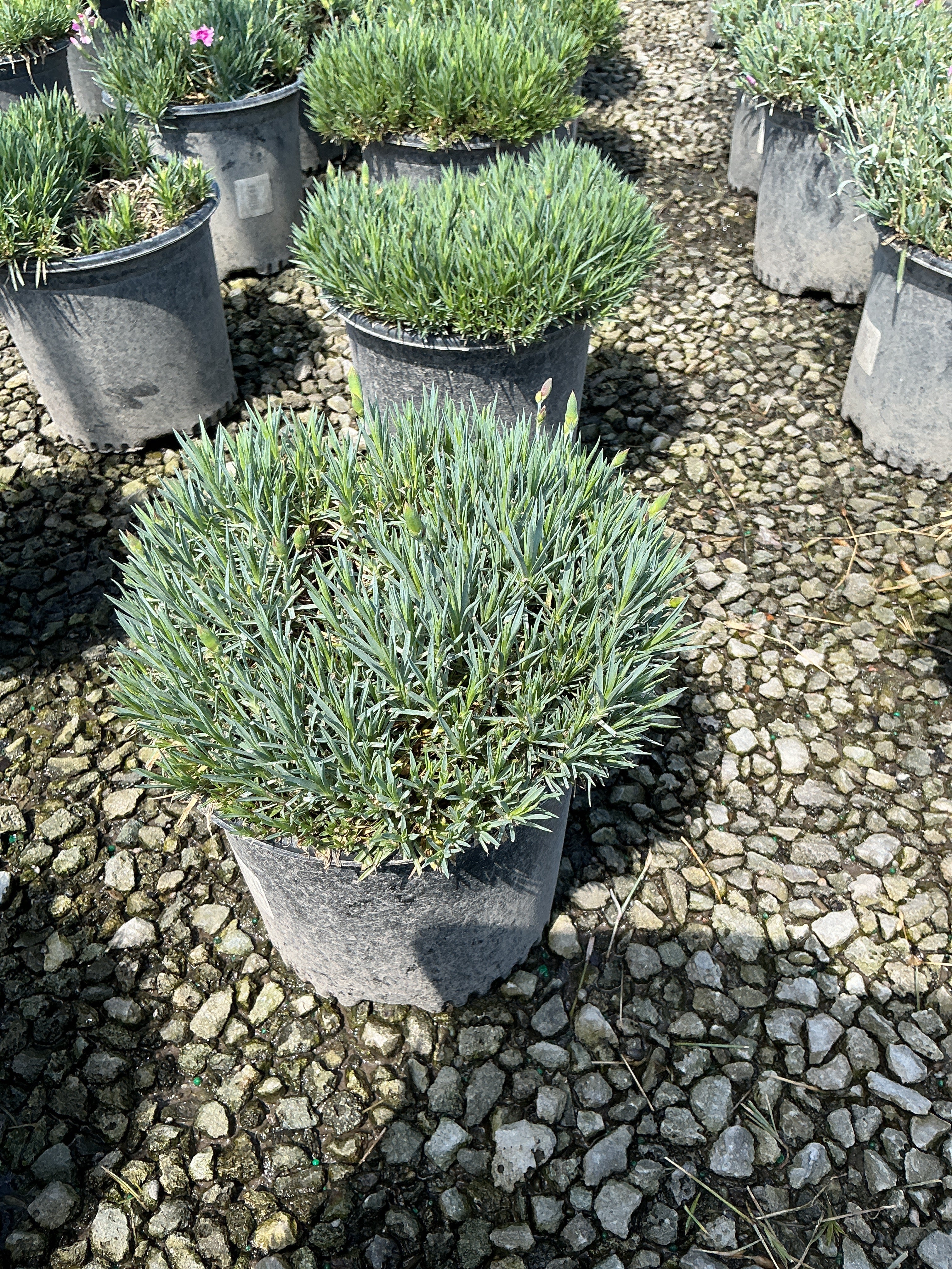 Dianthus 'Everbloom Plum Glory'
