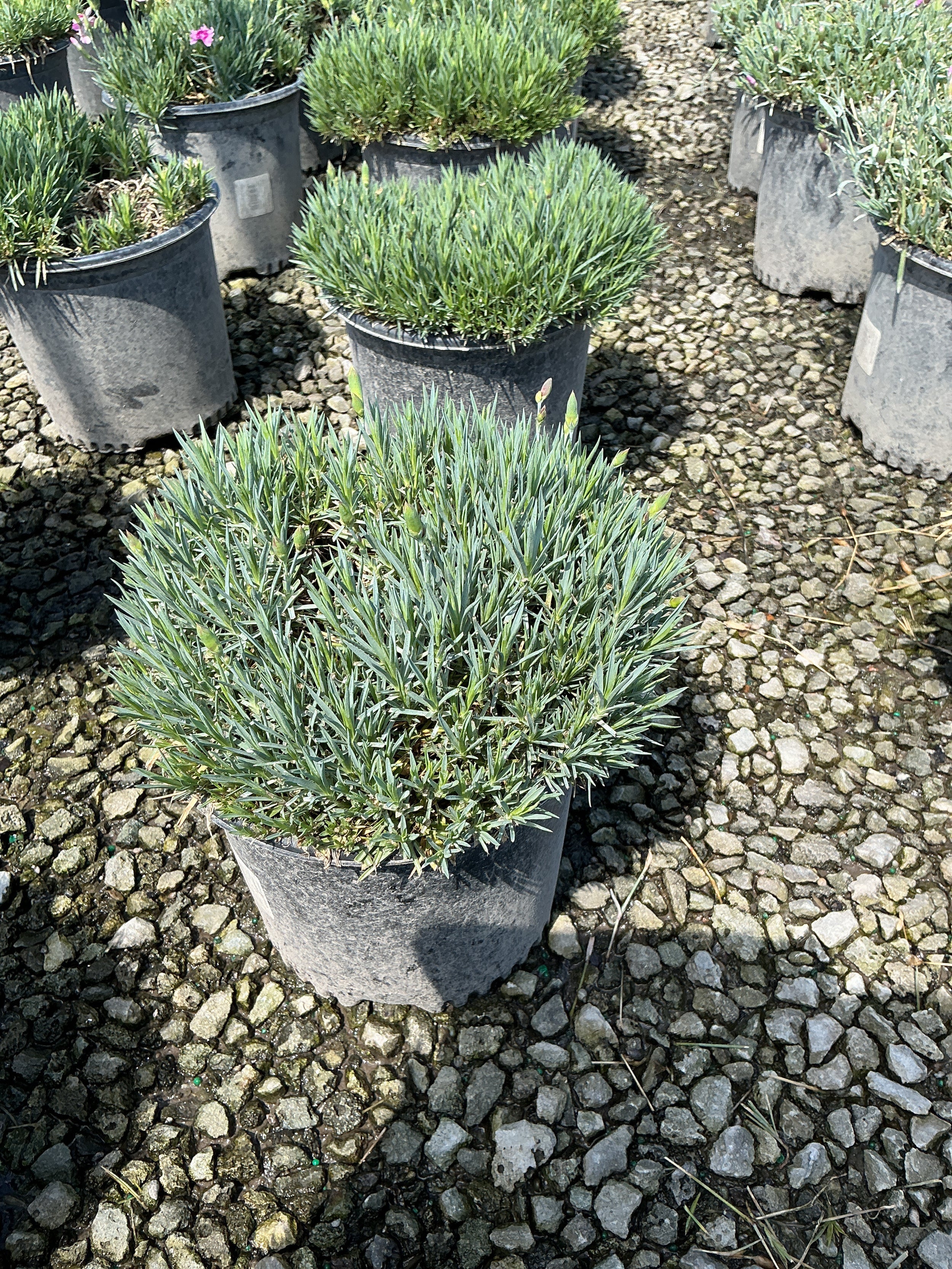 Dianthus 'Everbloom Plum Glory'