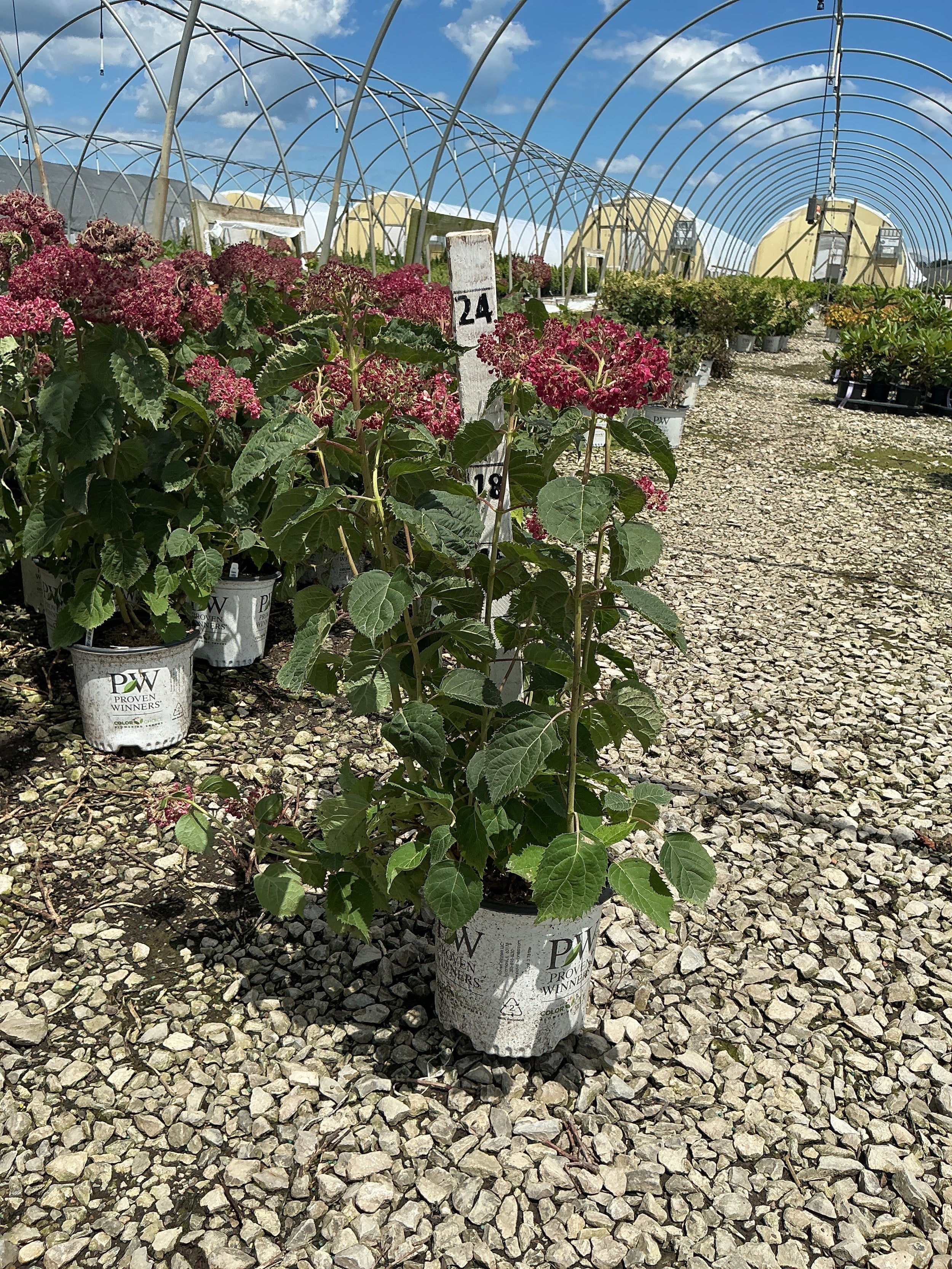 Hydrangea arborescens 'Invincble Mini Mauvette'