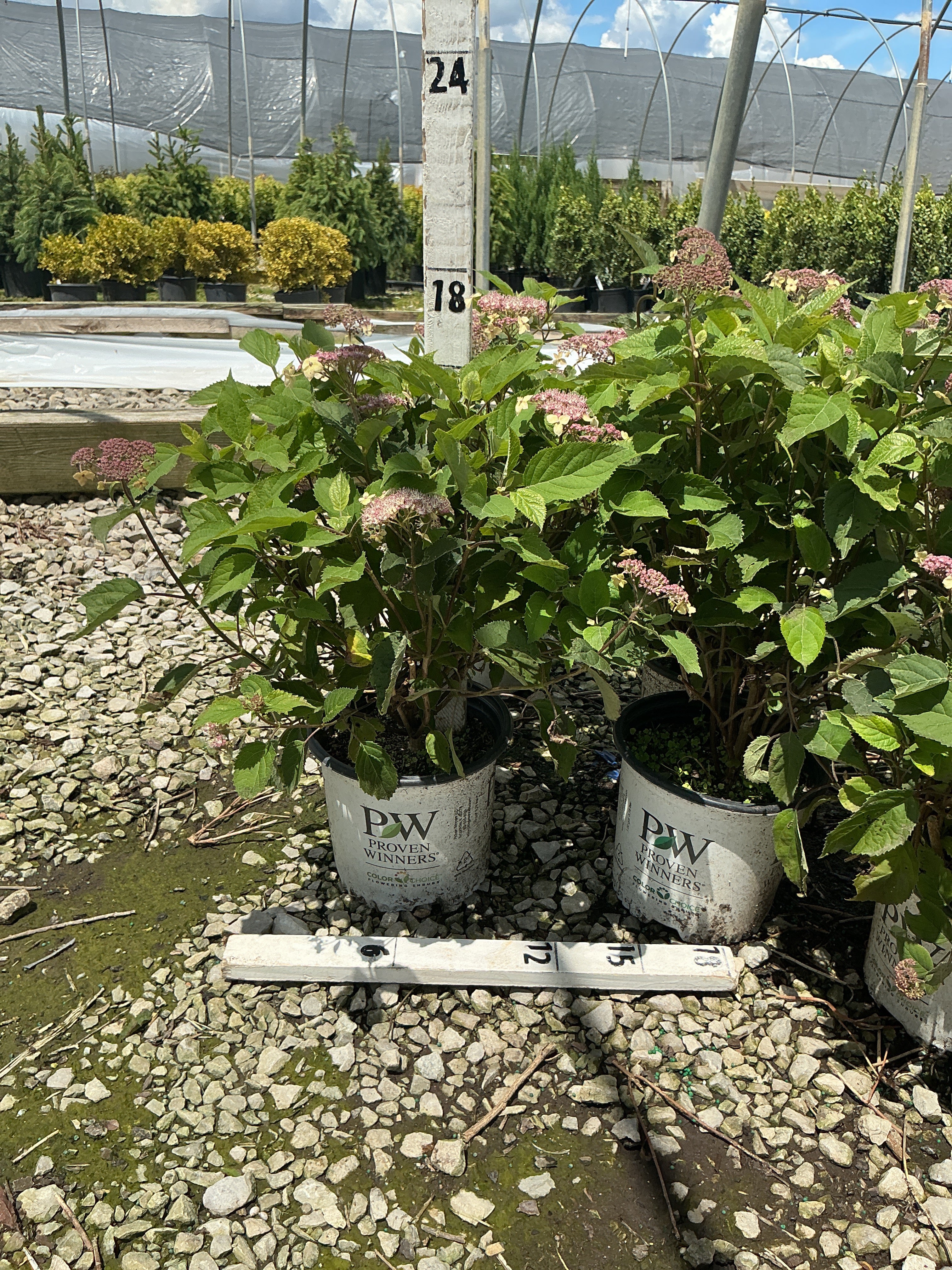 Hydrangea arborescens 'Invincibelle Lace'