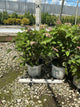 Hydrangea arborescens 'Invincibelle Lace'