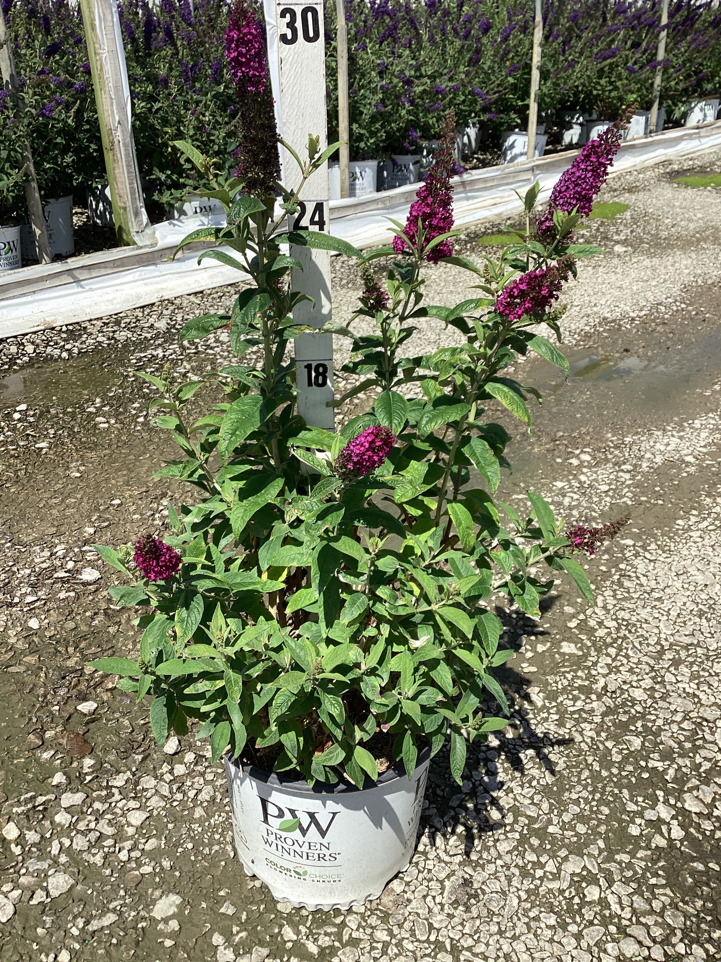 Buddleia x 'Miss Molly'