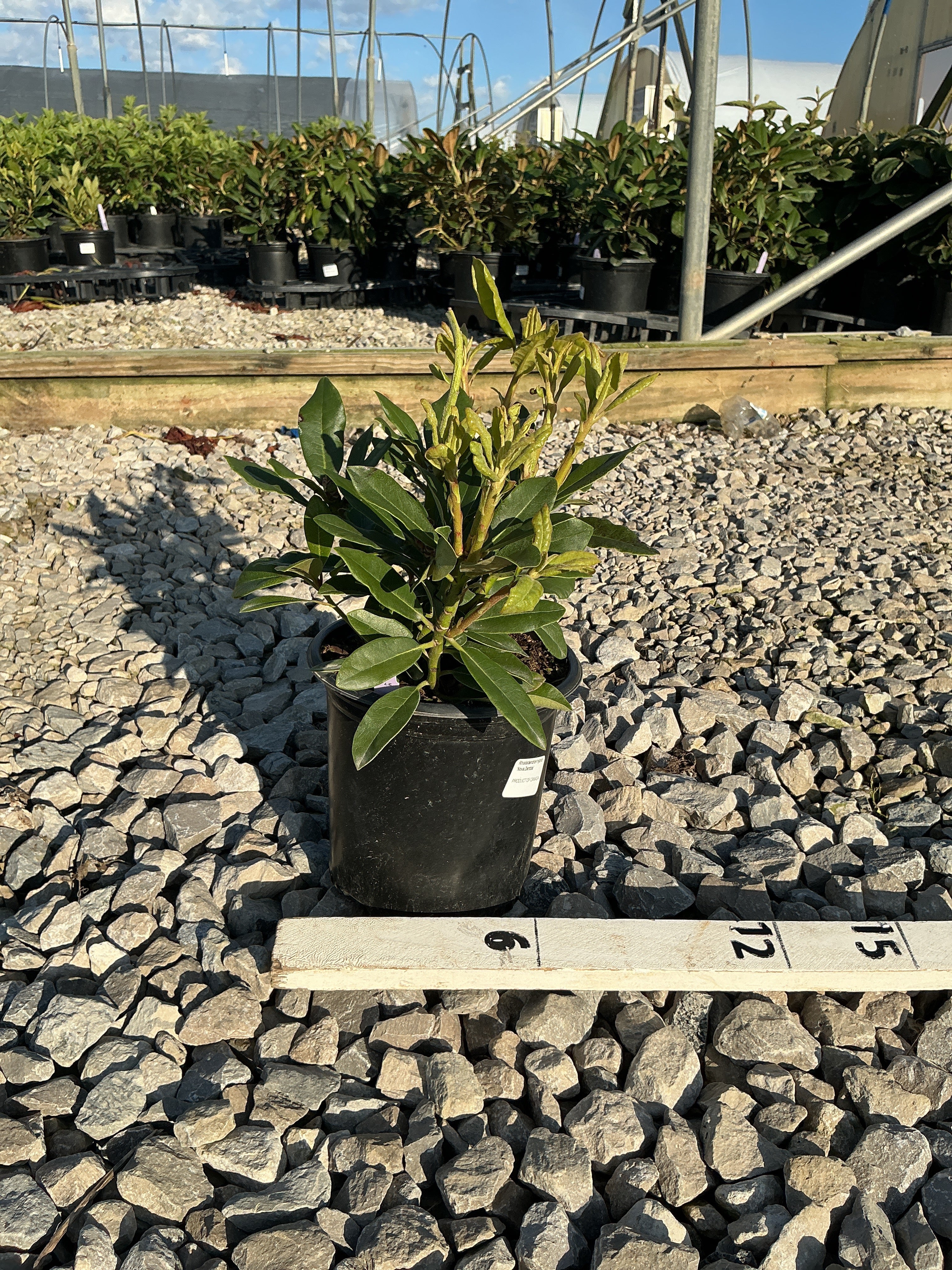 Rhododendron nova 'Nova Zembla'