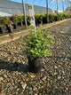 Spiraea x vanhouttei 'Renaissance'