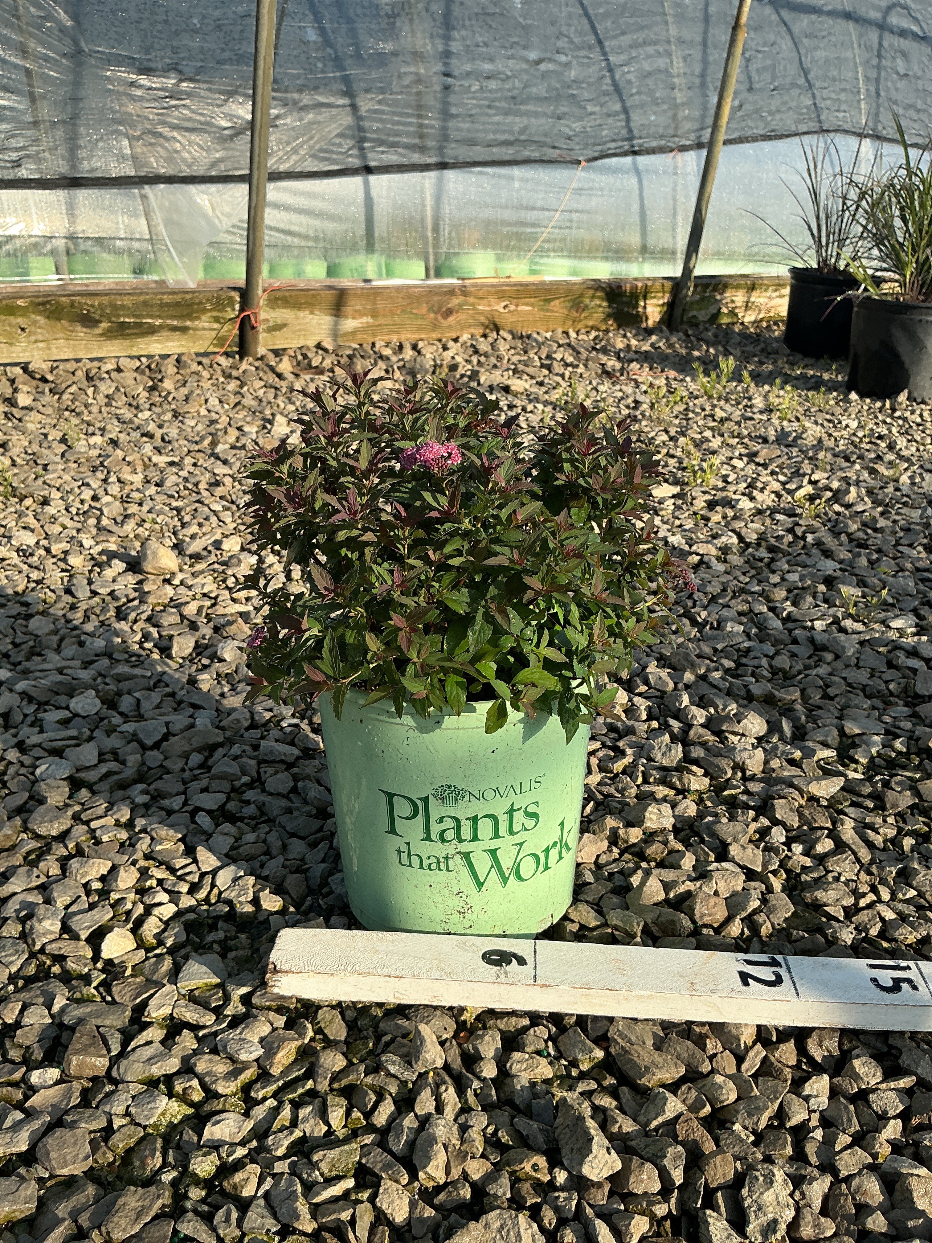 Spiraea empire 'Ice Dragon'