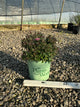 Spiraea empire 'Ice Dragon'