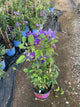 Clematis olympia