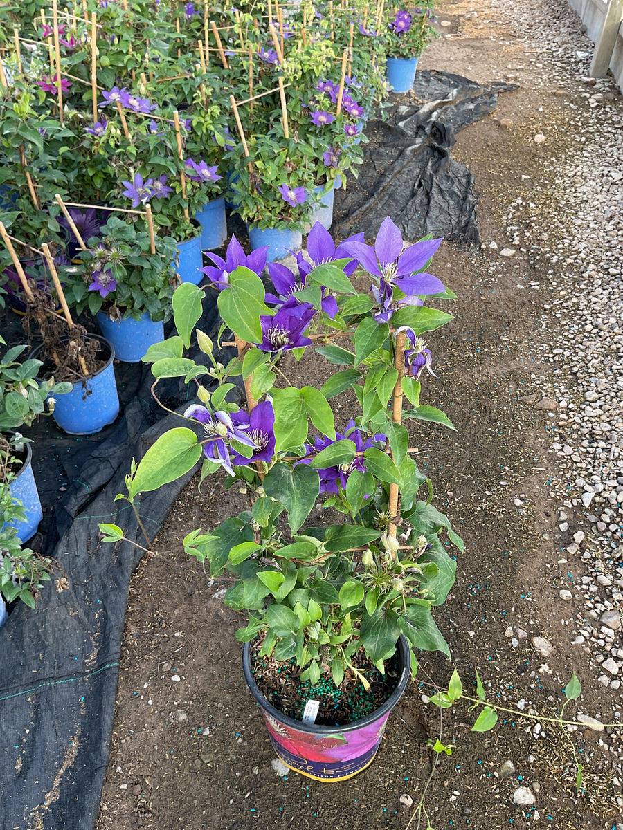 Clematis olympia â€” 19CM RE