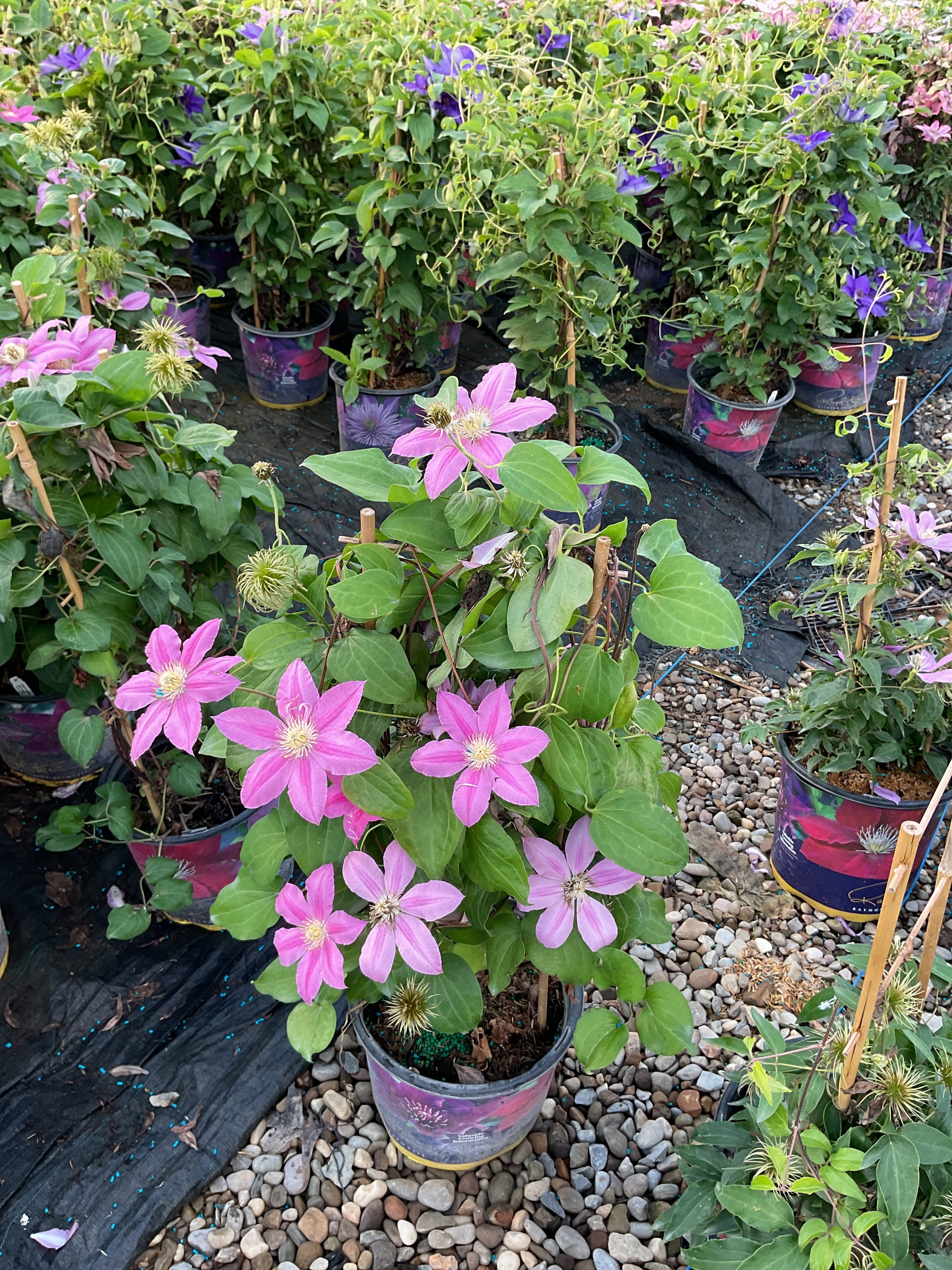 Clematis abilene 'Abilene'