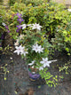 Clematis tsukiko