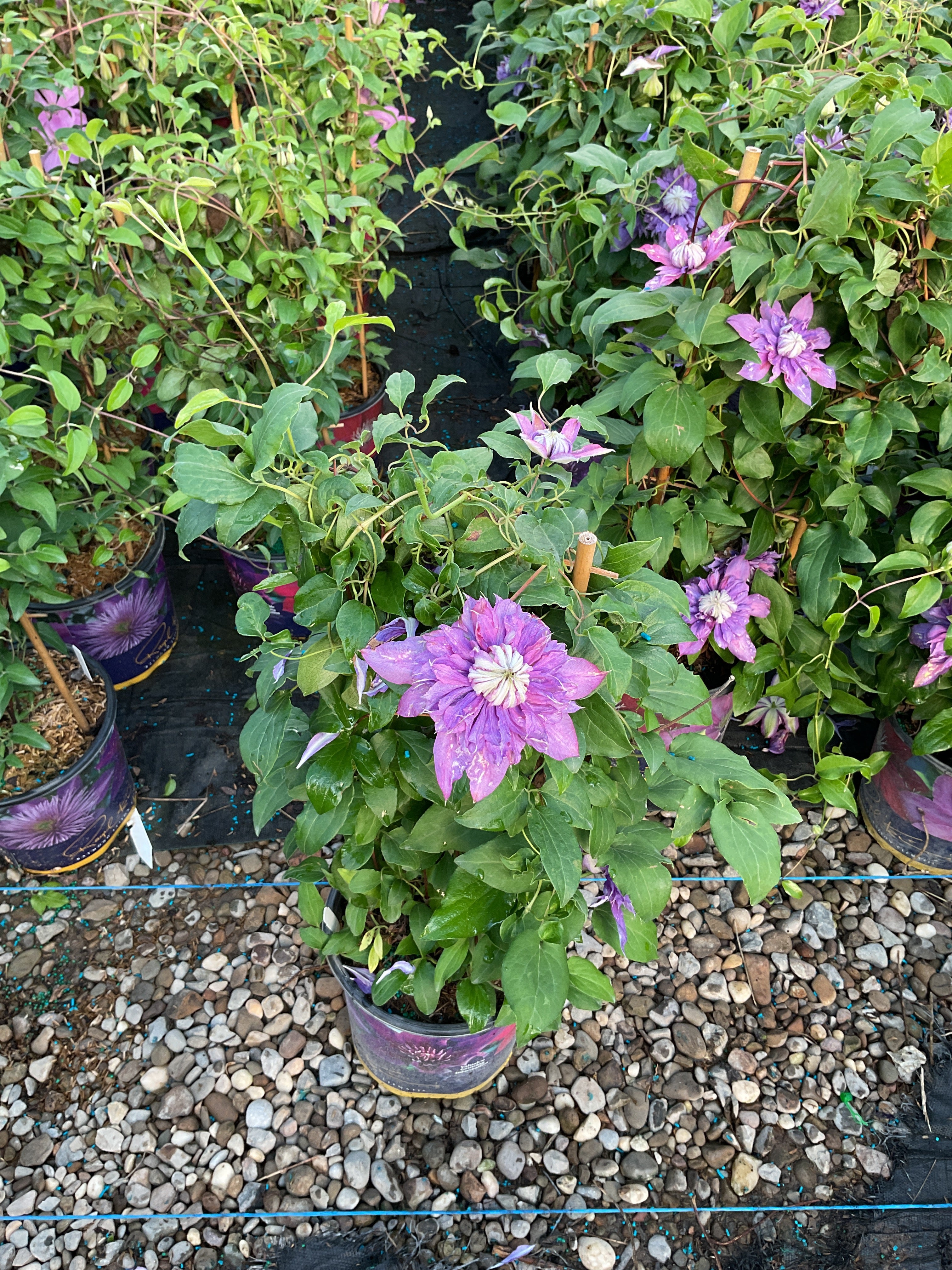 Clematis diamantina 'Diamantina'