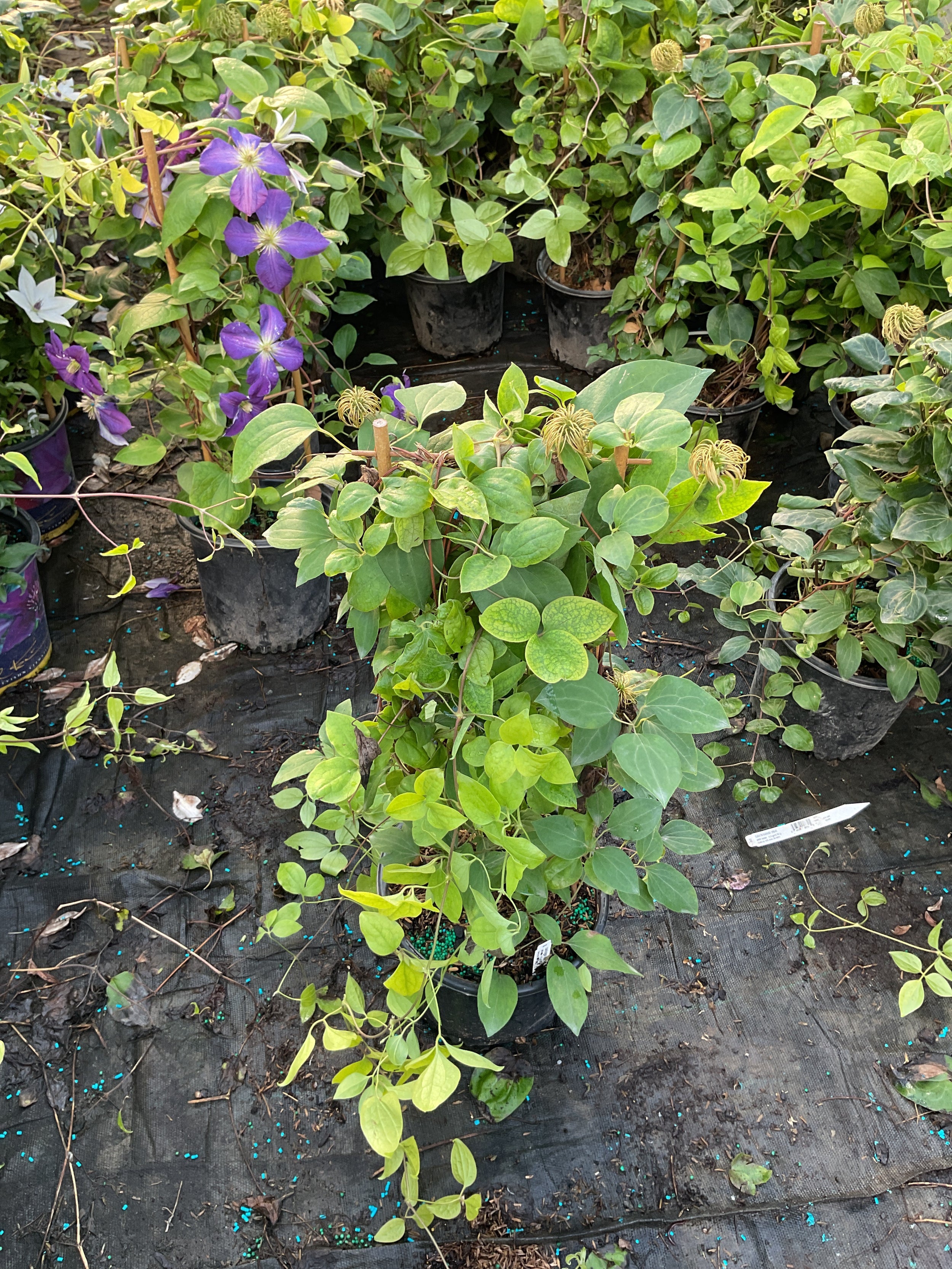 Clematis guernsey 'Guernsey Cream'
